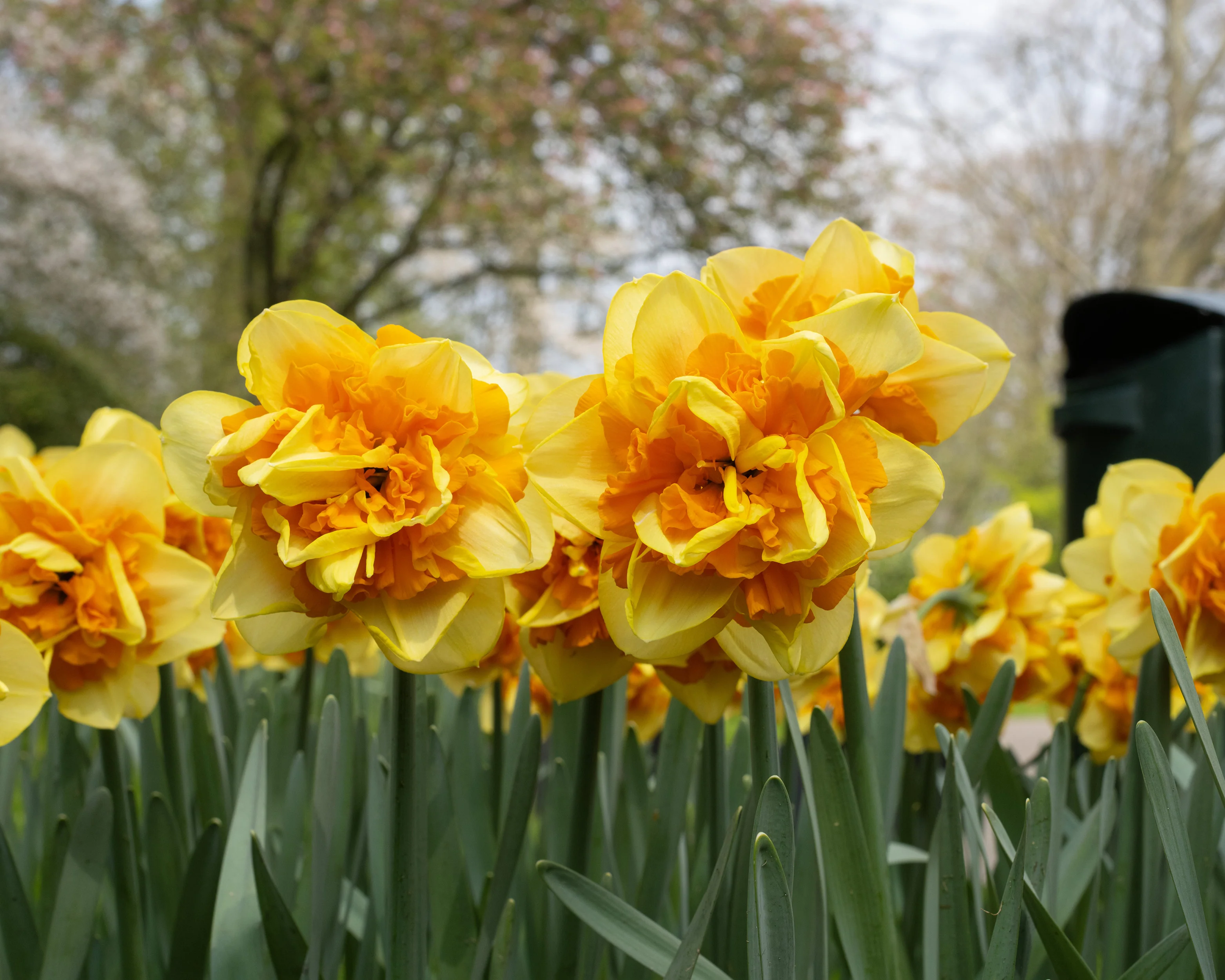 Narcissus 'Sun Catchers' - Image 8