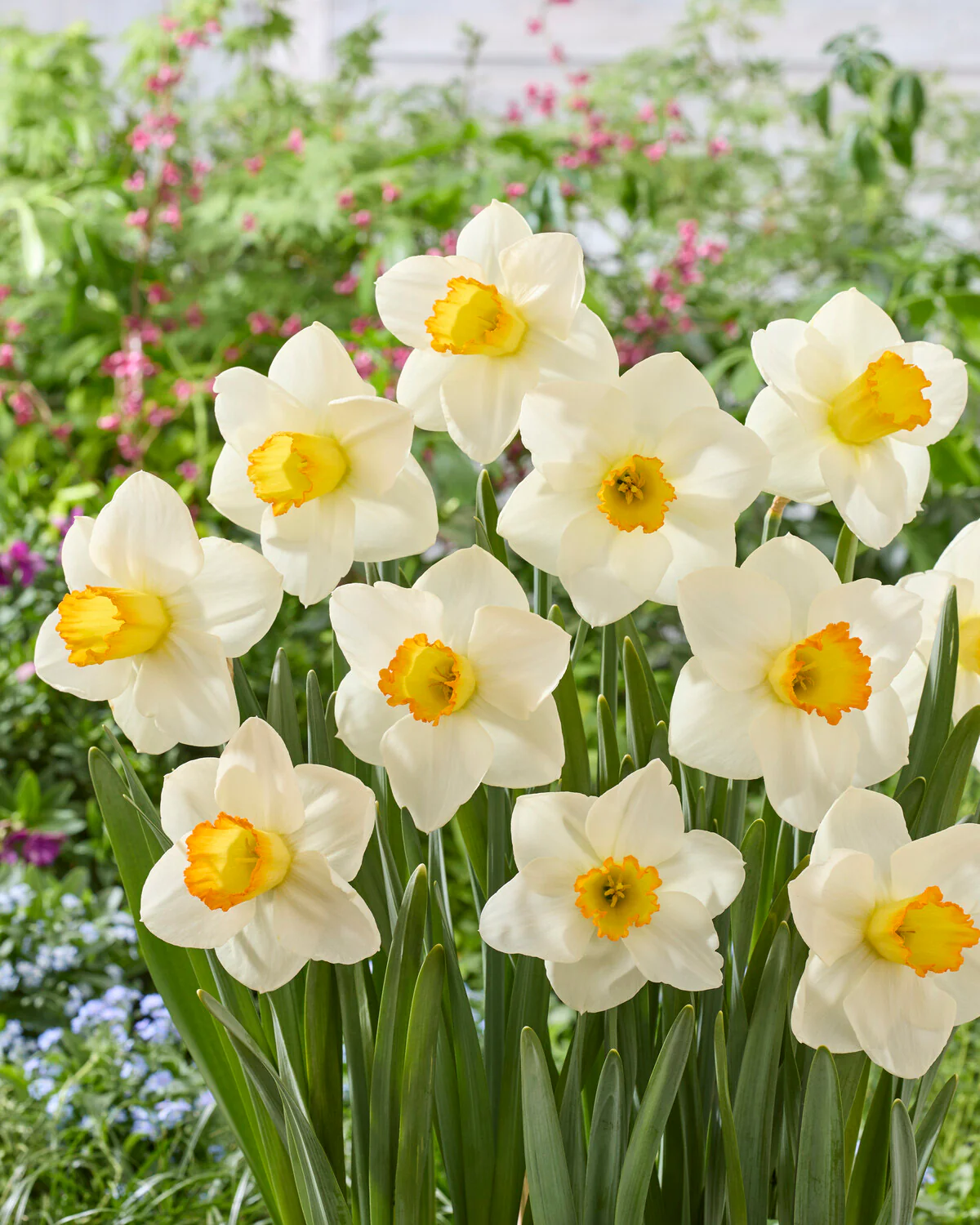 Narcissus 'Sunlit Chalice' - Image 3