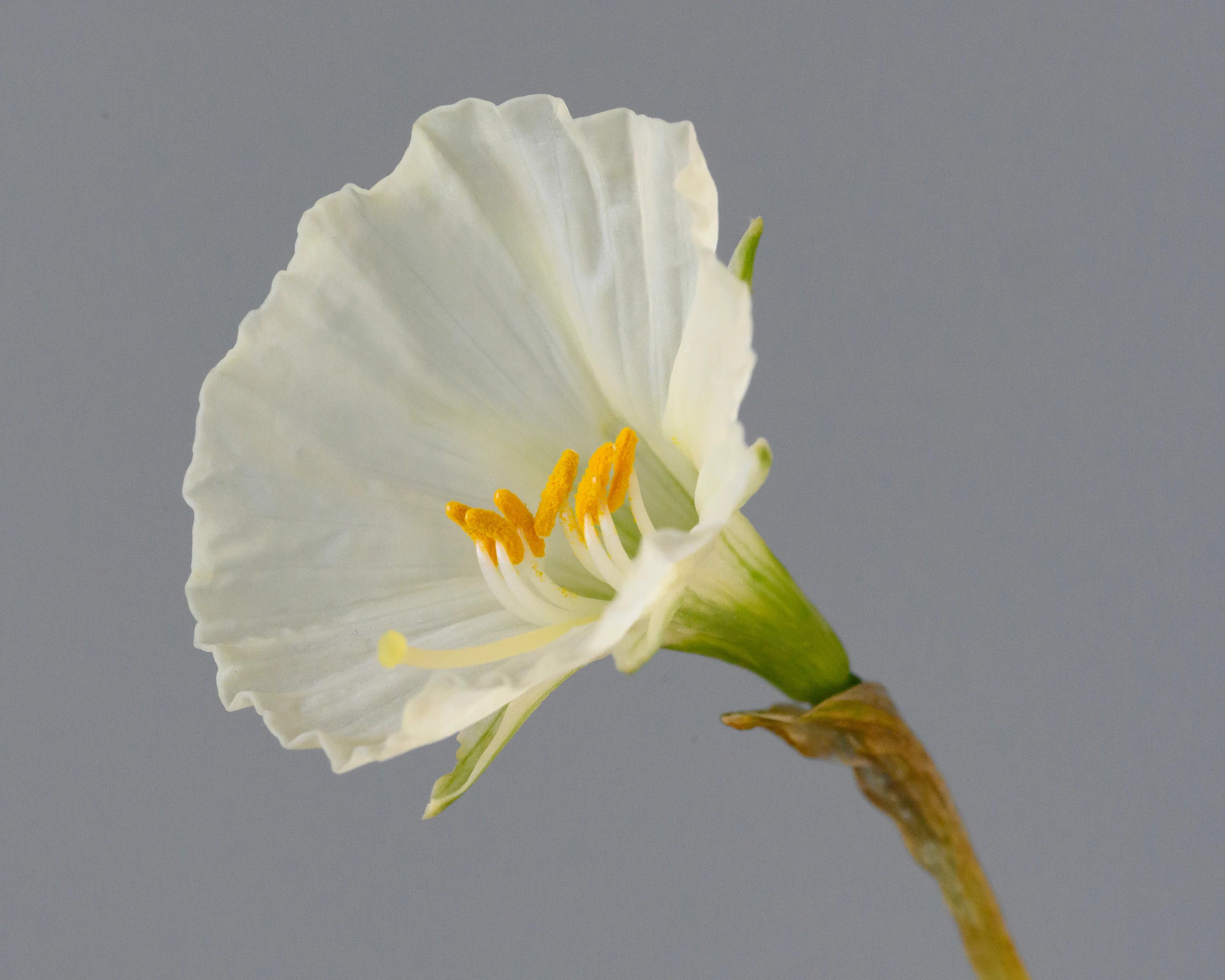 Narcissus 'Sweet Angel' - Image 3