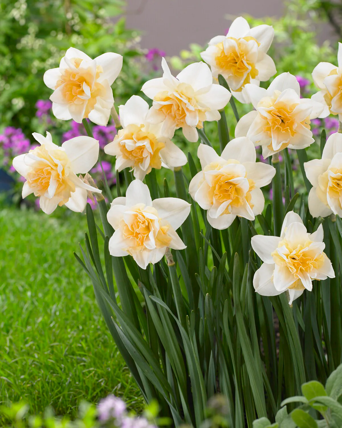 Narcissus 'Sweet Desire' - Image 2