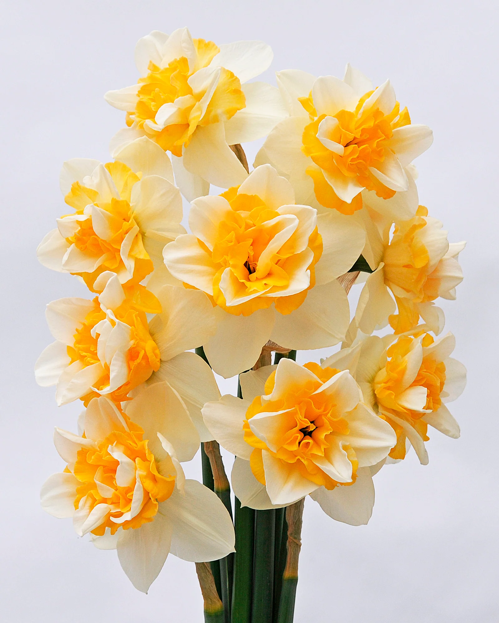 Narcissus 'Sweet Desire' - Image 6