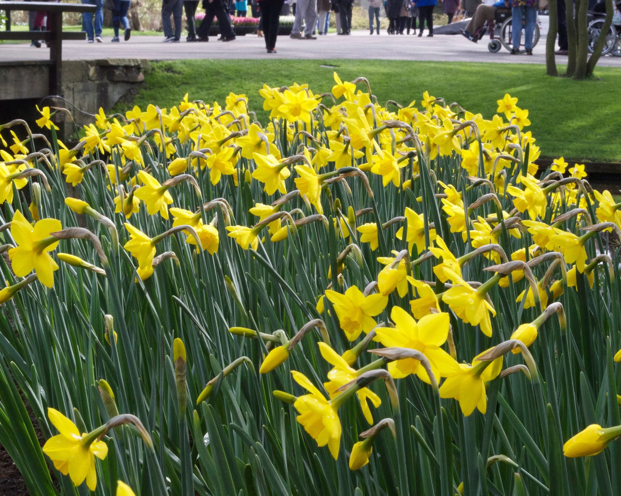 Narcissus 'Sweetness' - Image 3