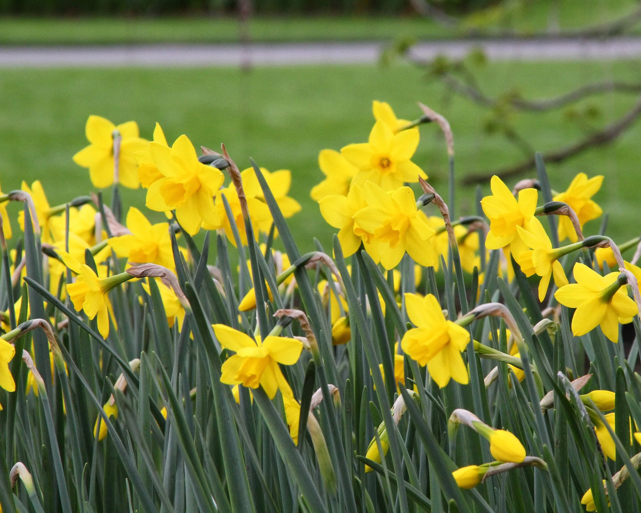Narcissus 'Sweetness' - Image 4