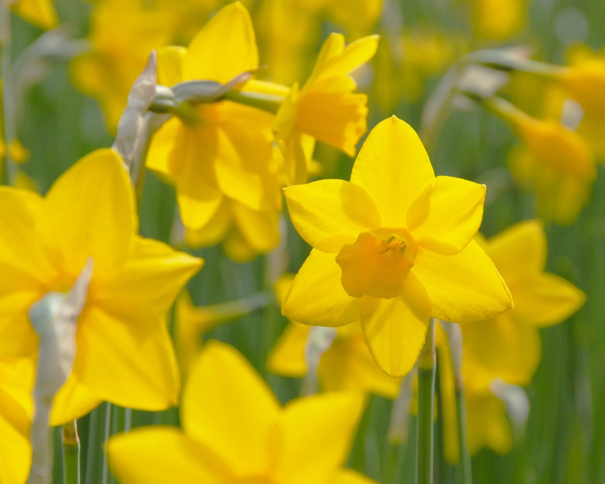 Narcissus 'Sweetness' - Image 6