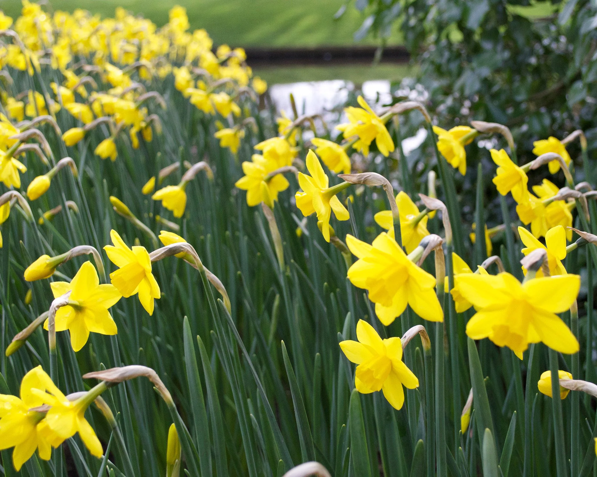 Narcissus 'Sweetness' - Image 7