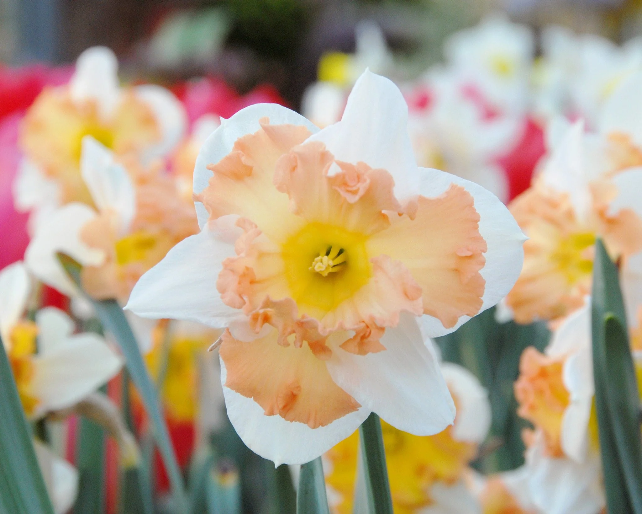 Narcissus 'Taurus' - Image 3