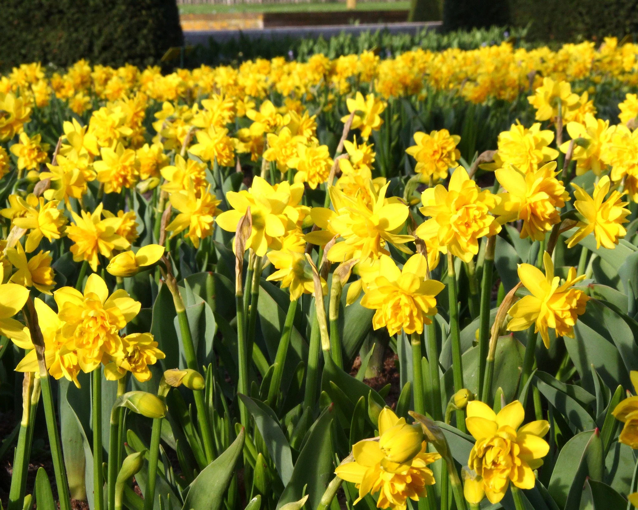 Narcissus 'Tête Bouclé' - Image 10