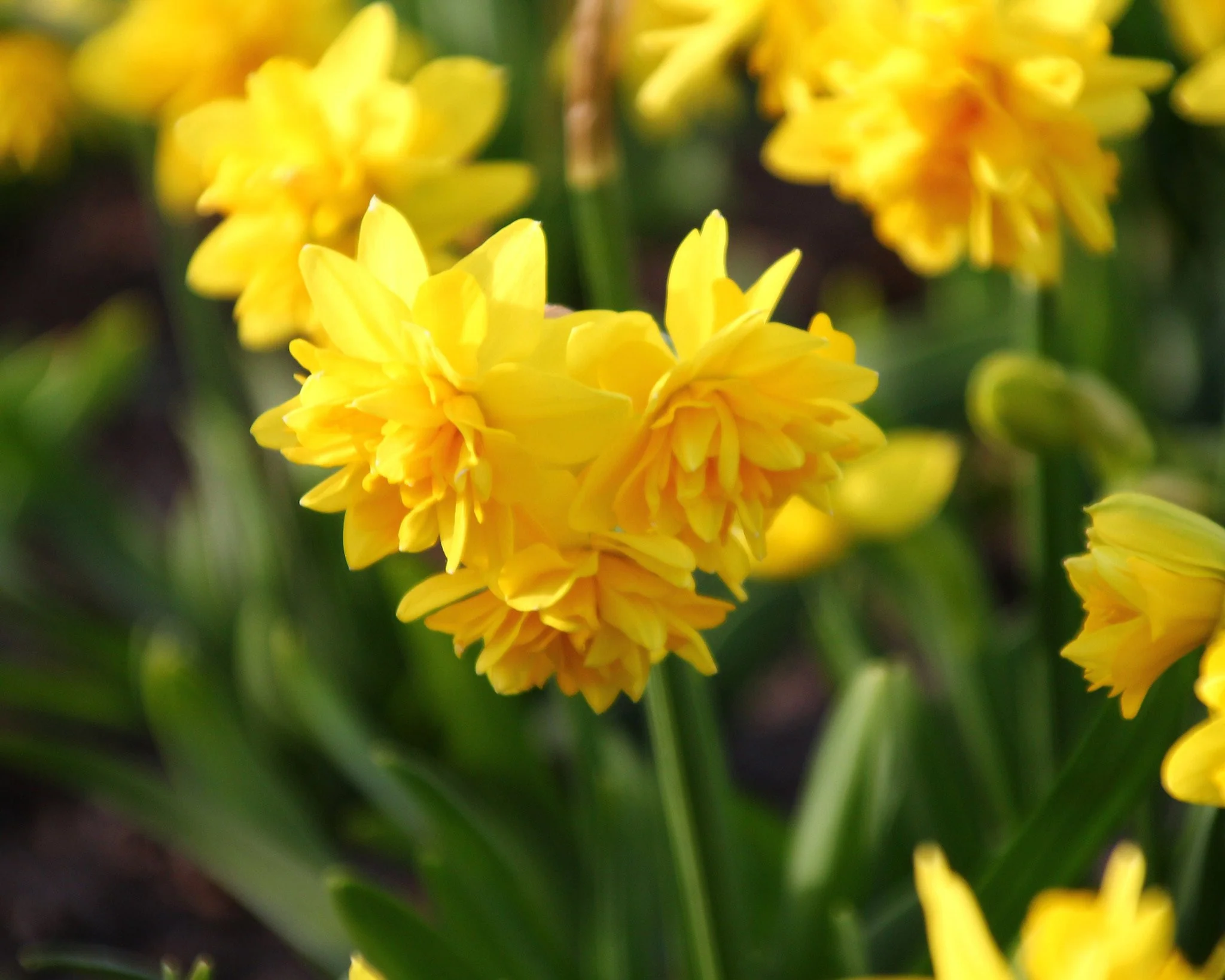 Narcissus 'Tête Bouclé' - Image 3