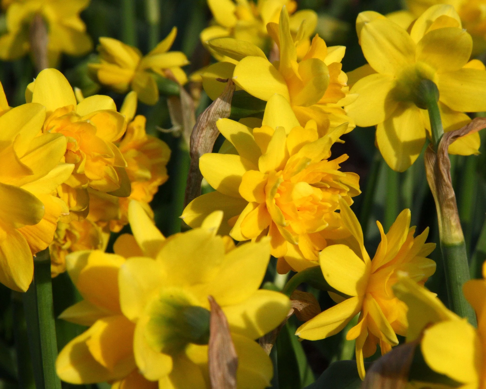 Narcissus 'Tête Bouclé' - Image 7