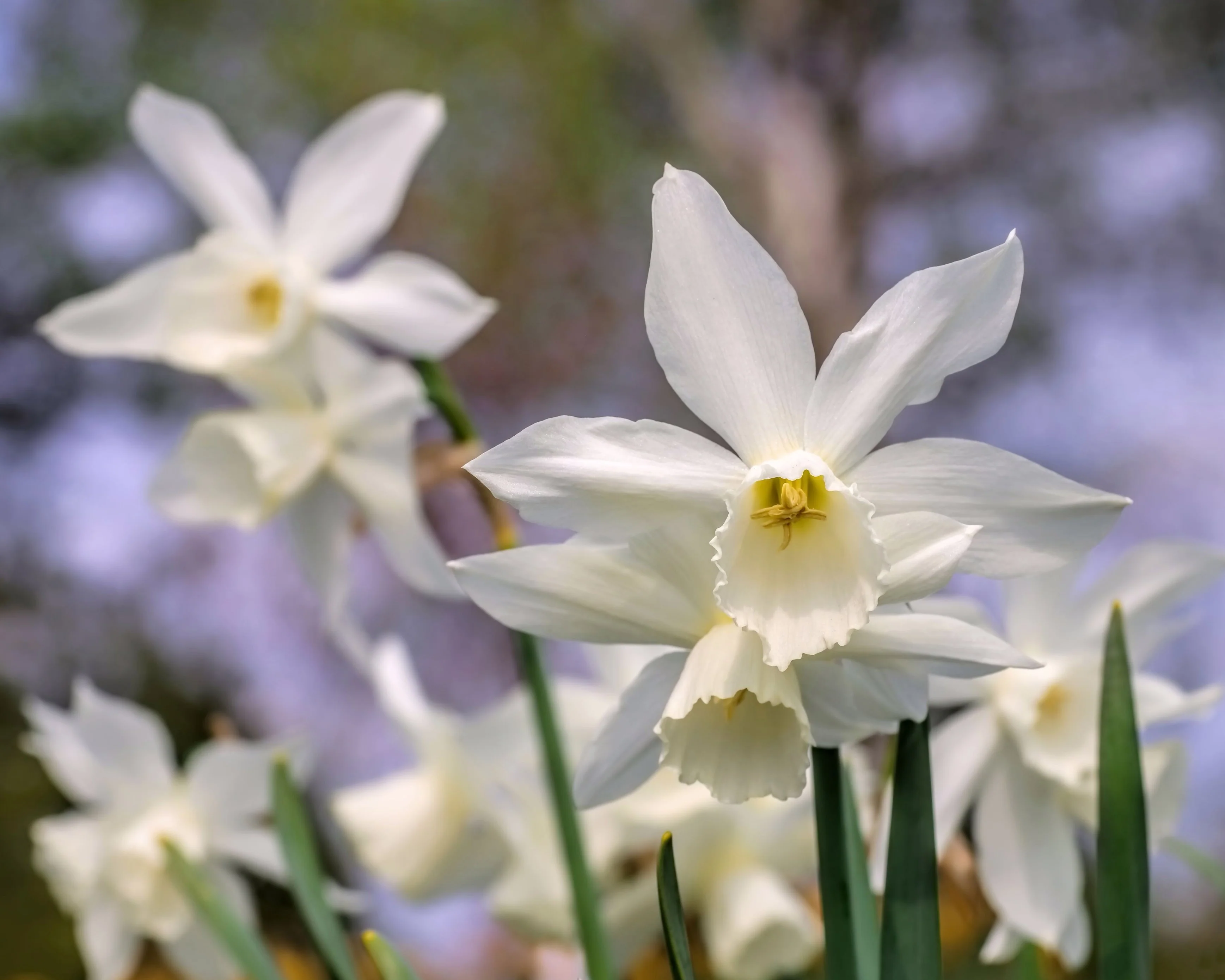 Narcissus 'Thalia' - Image 10