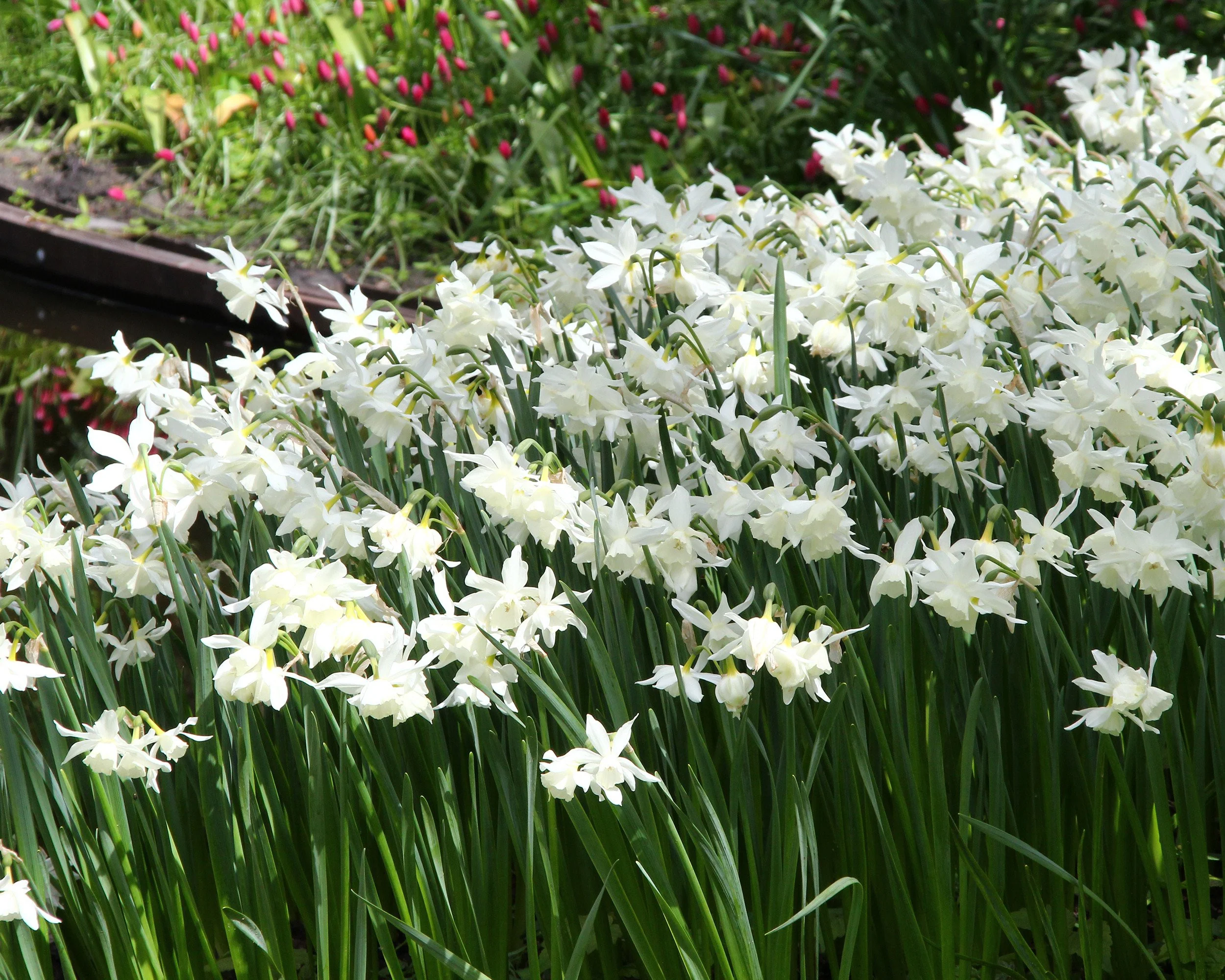 Narcissus 'Thalia' - Image 3