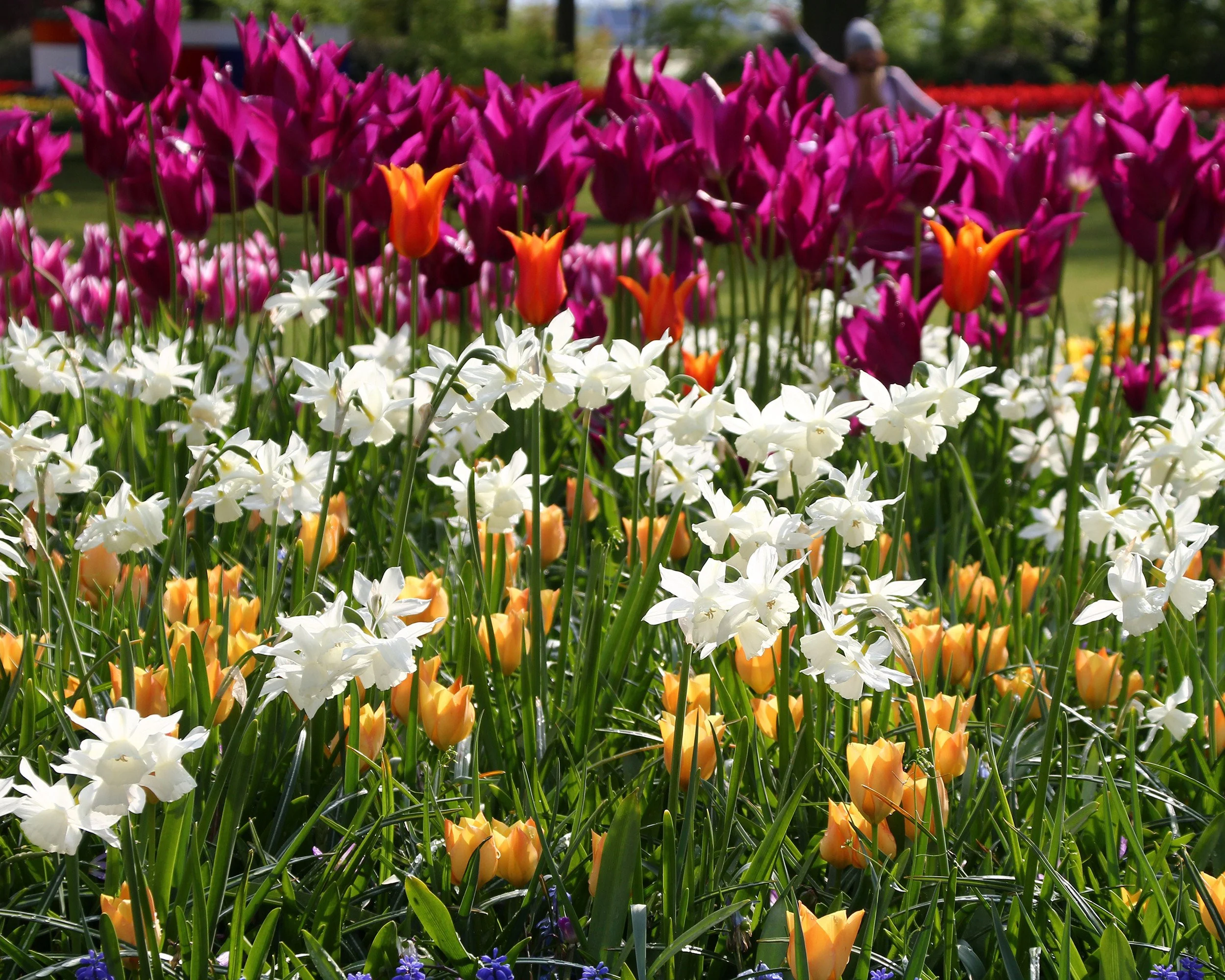 Narcissus 'Thalia' - Image 7