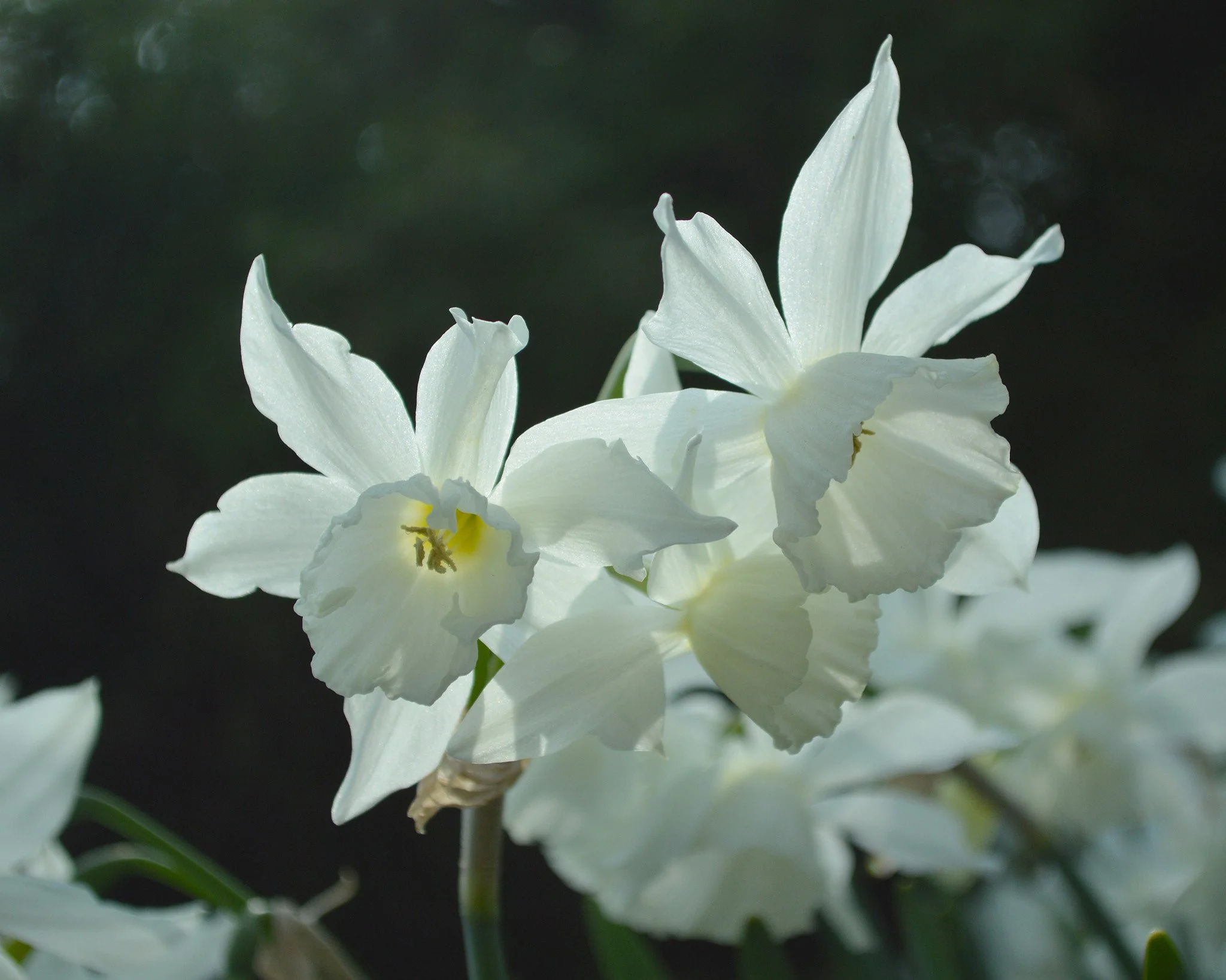 Narcissus 'Thalia' - Image 8