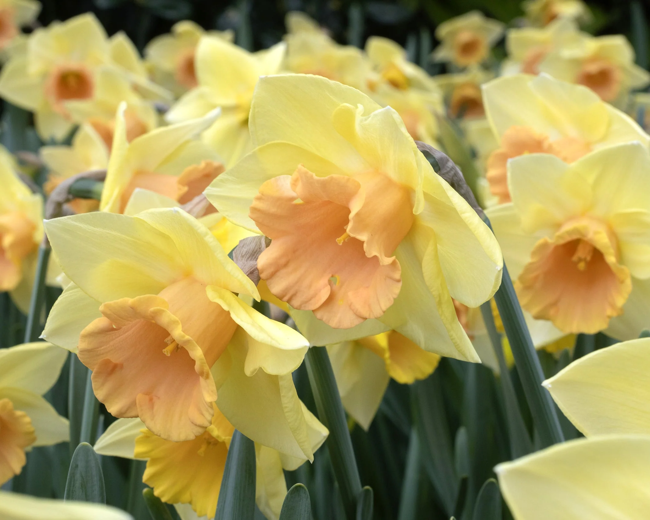 Narcissus 'Tom Pouce' - Image 2