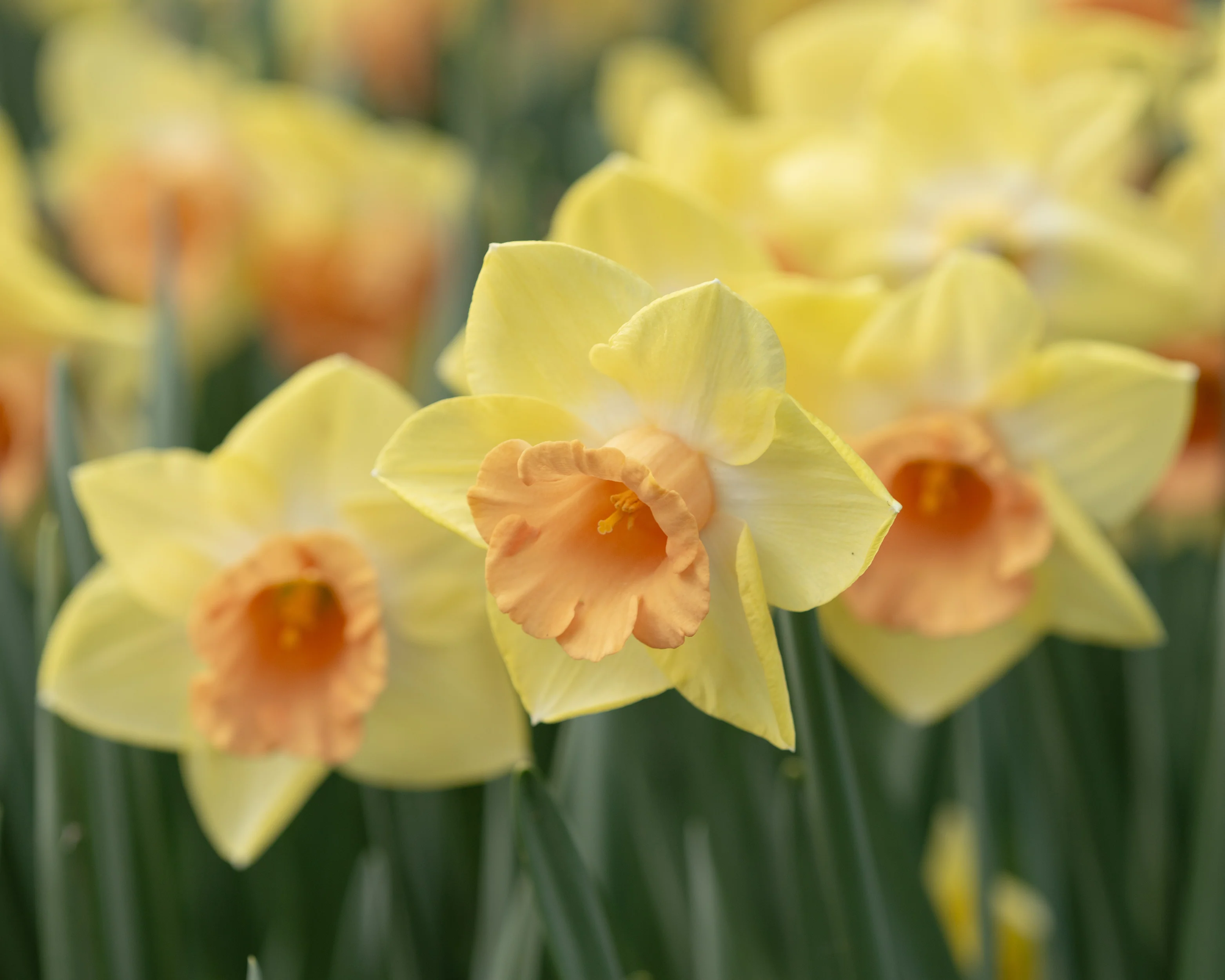 Narcissus 'Tom Pouce' - Image 4