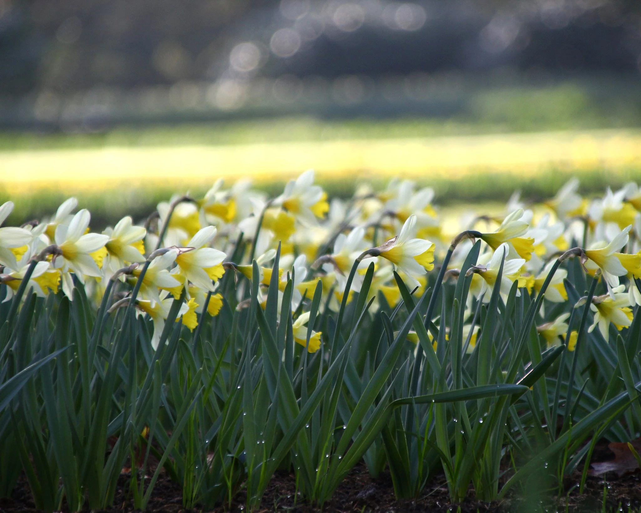 Narcissus 'Topolino' - Image 2
