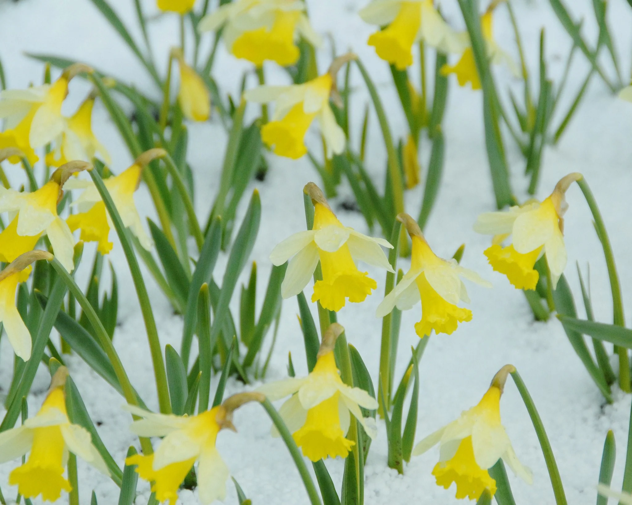 Narcissus 'Topolino' - Image 5