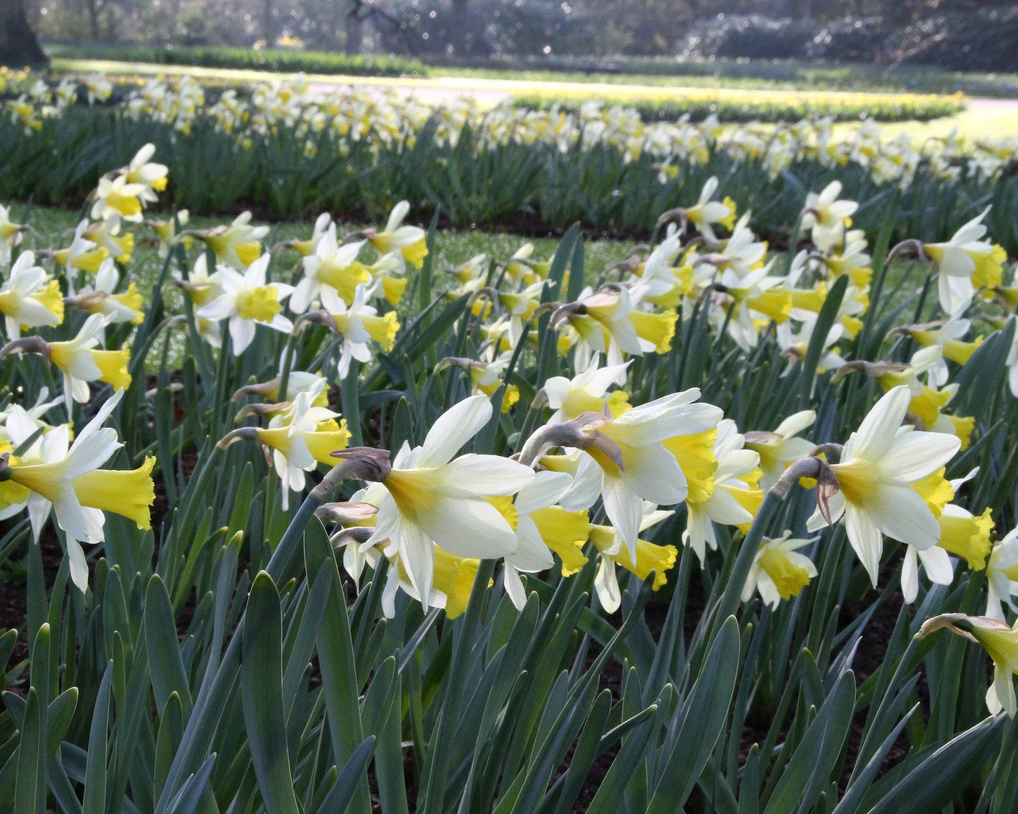 Narcissus 'Topolino' - Image 6