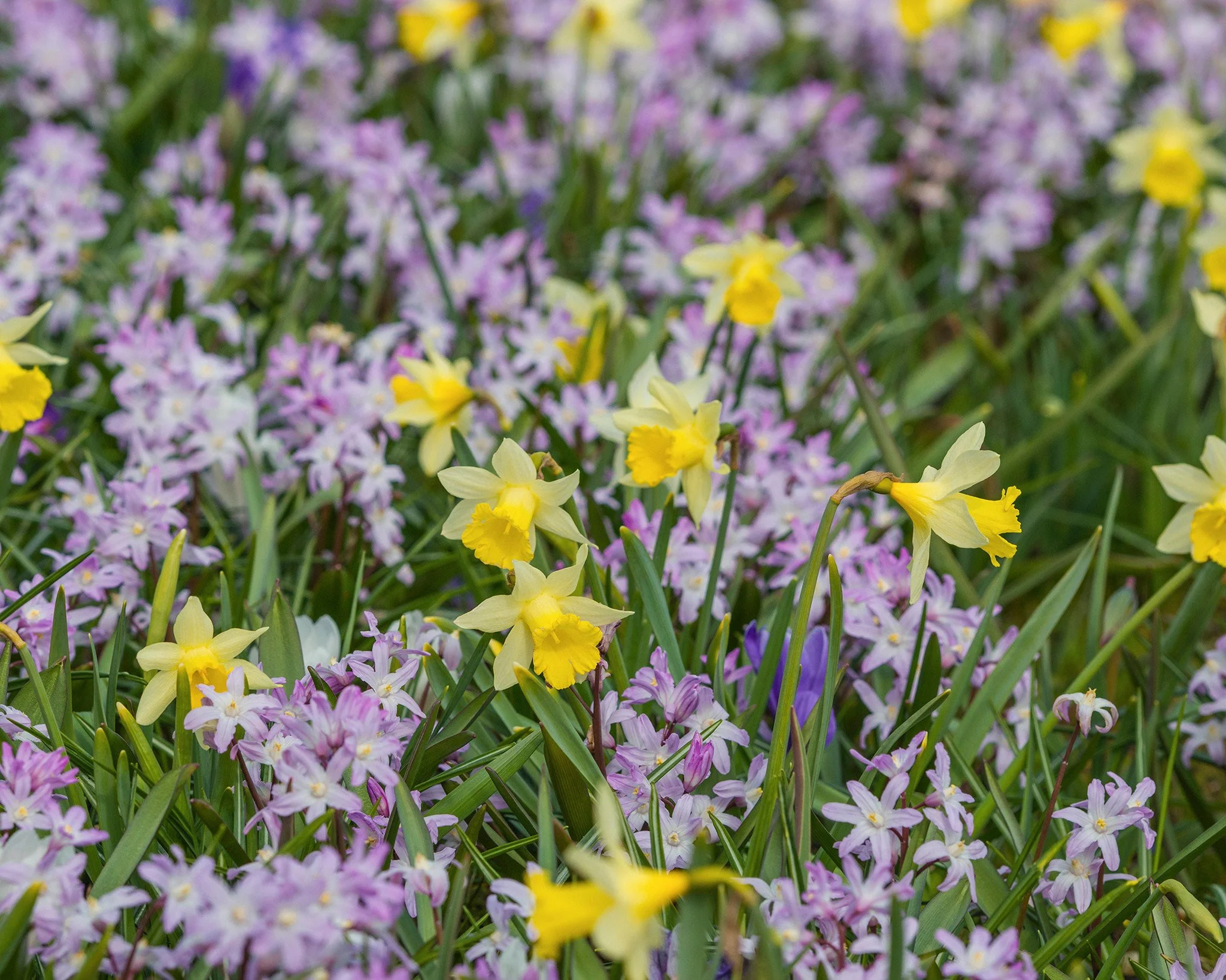 Narcissus 'Topolino' - Image 7