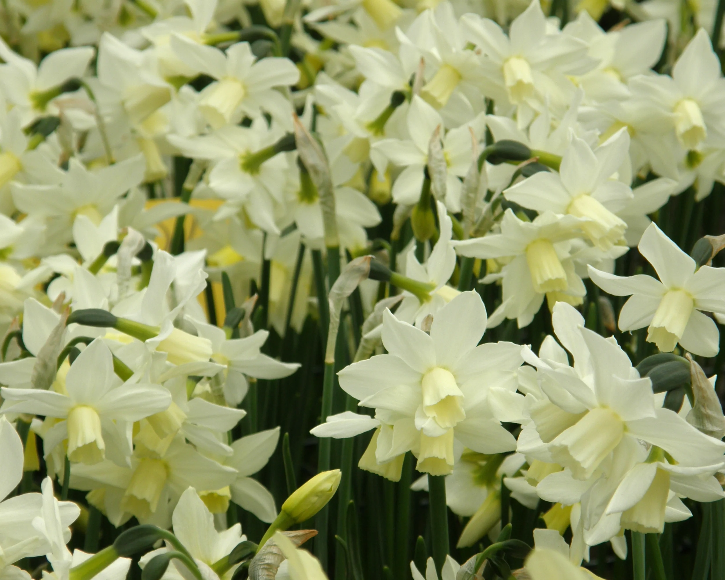 Narcissus 'Toto' - Image 2