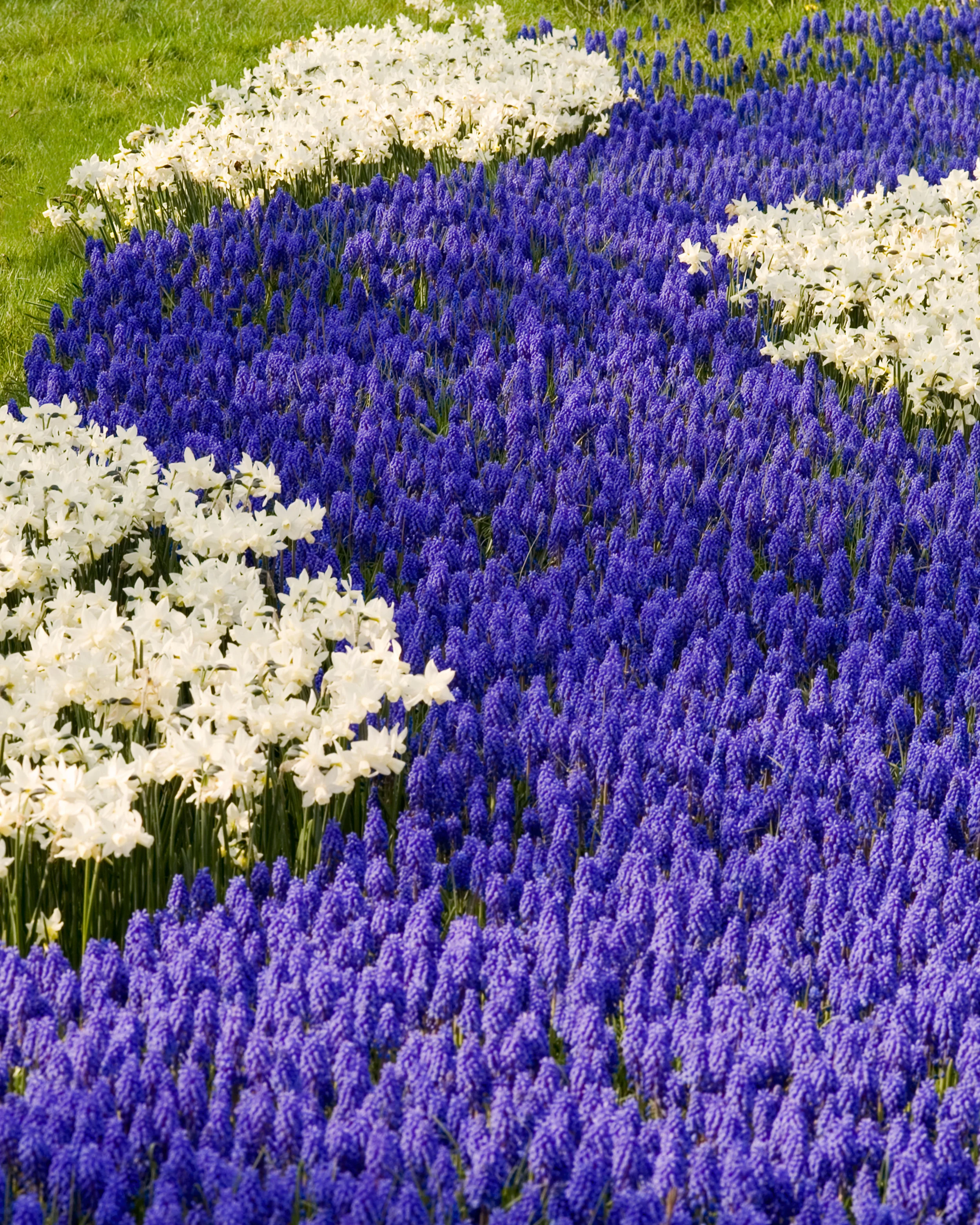 Narcissus 'Toto' - Image 6
