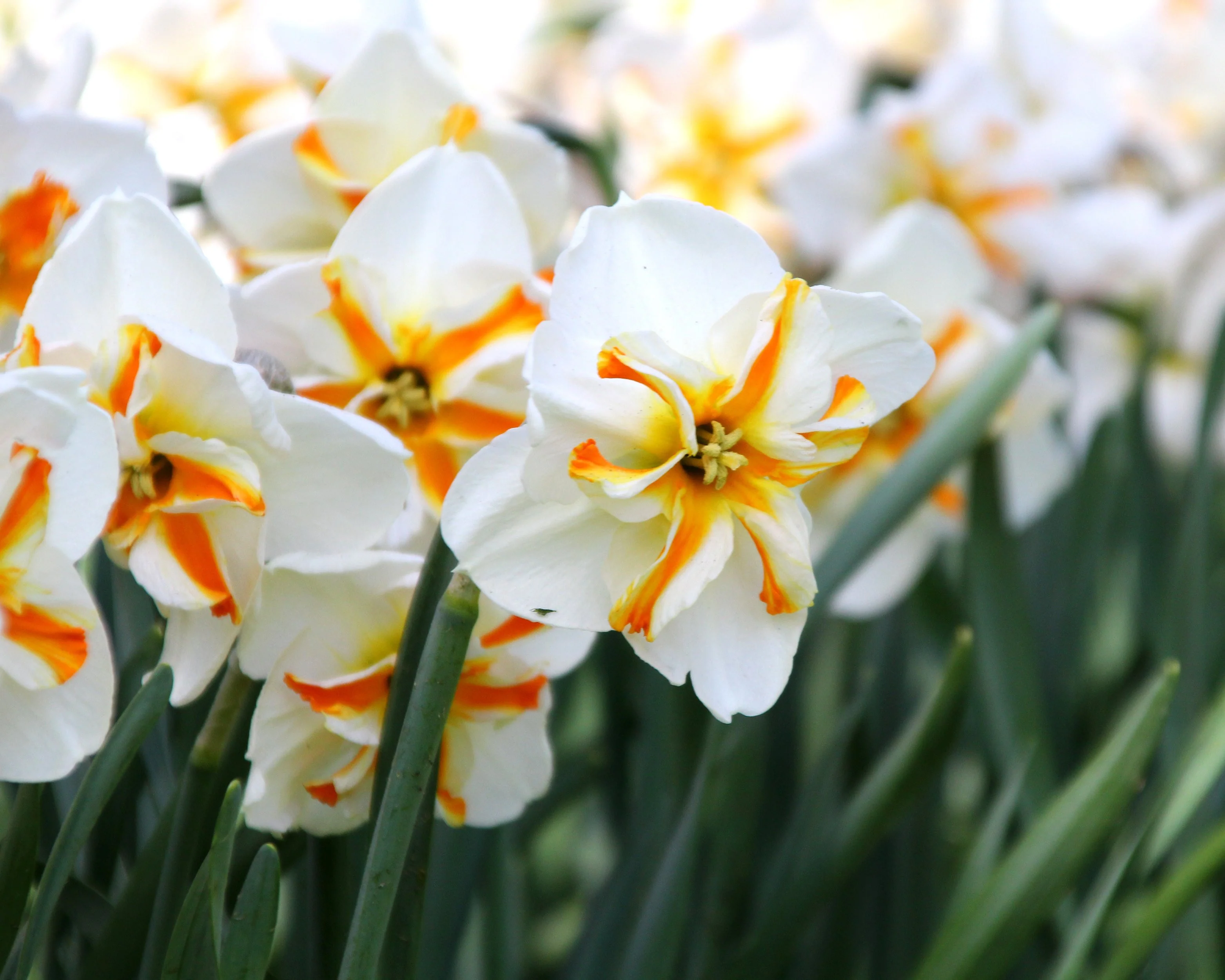 Narcissus 'Trepolo' - Image 5