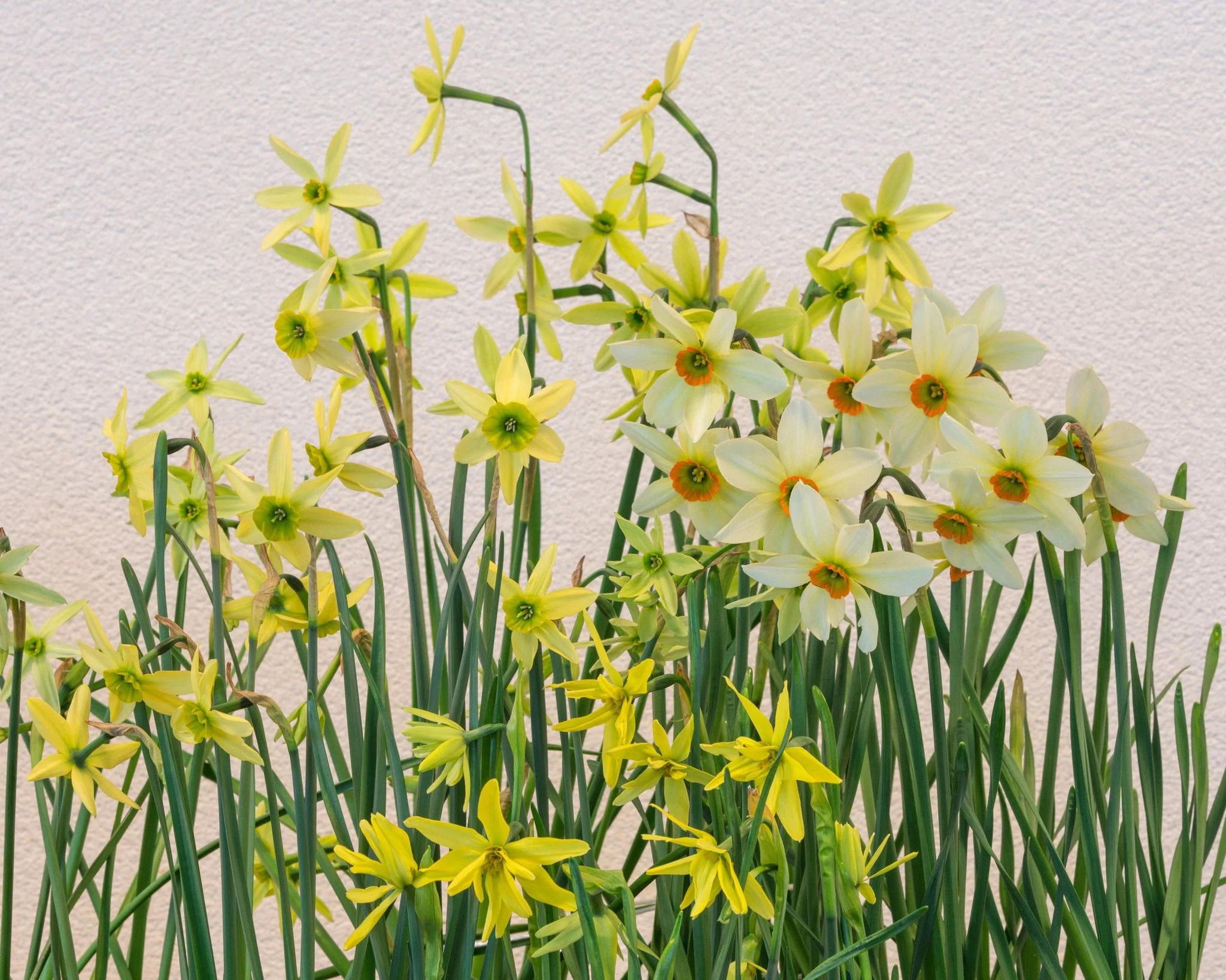 Narcissus collection 'Viridiflora' - Image 9