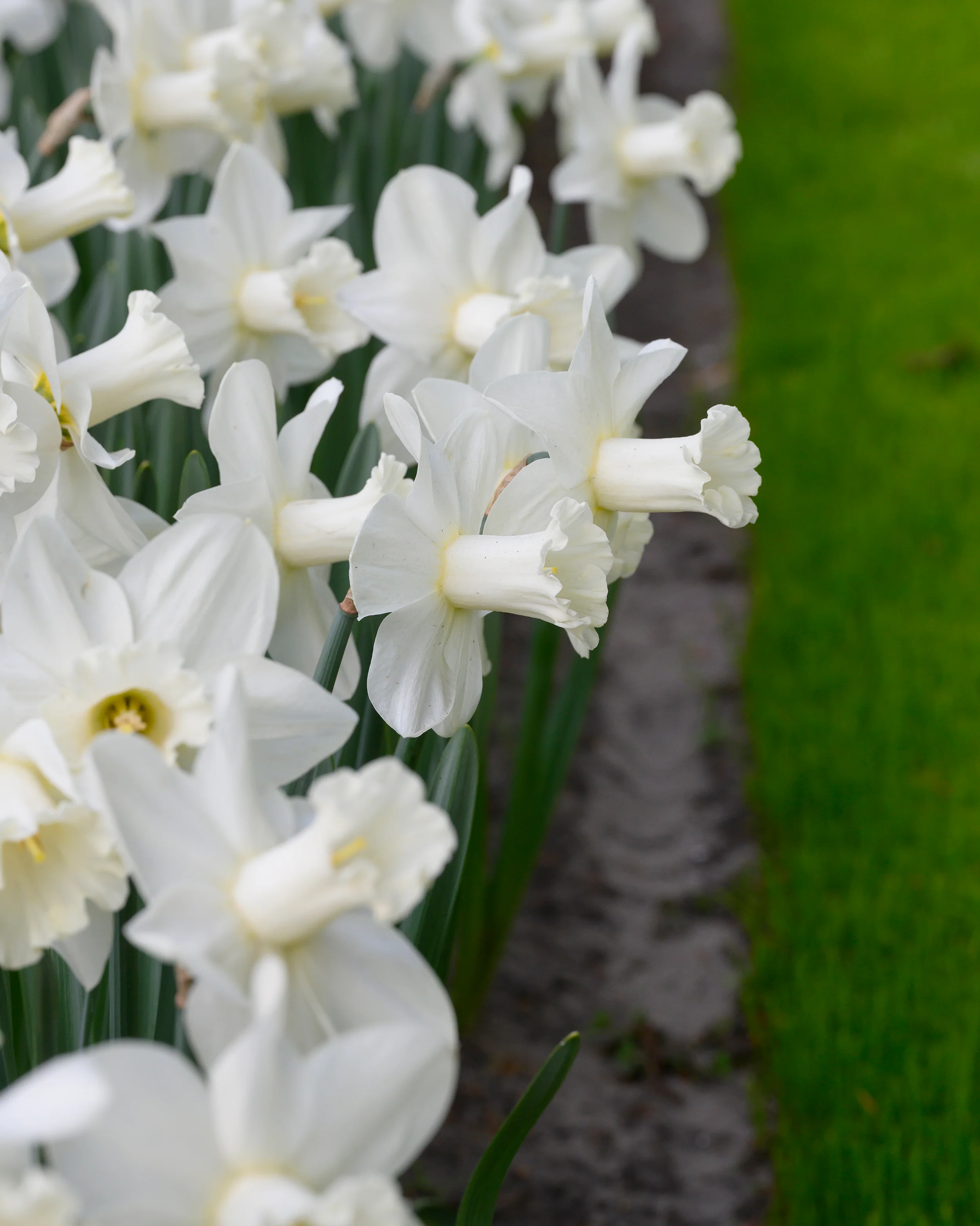 Narcissus 'Watch Up' - Image 12