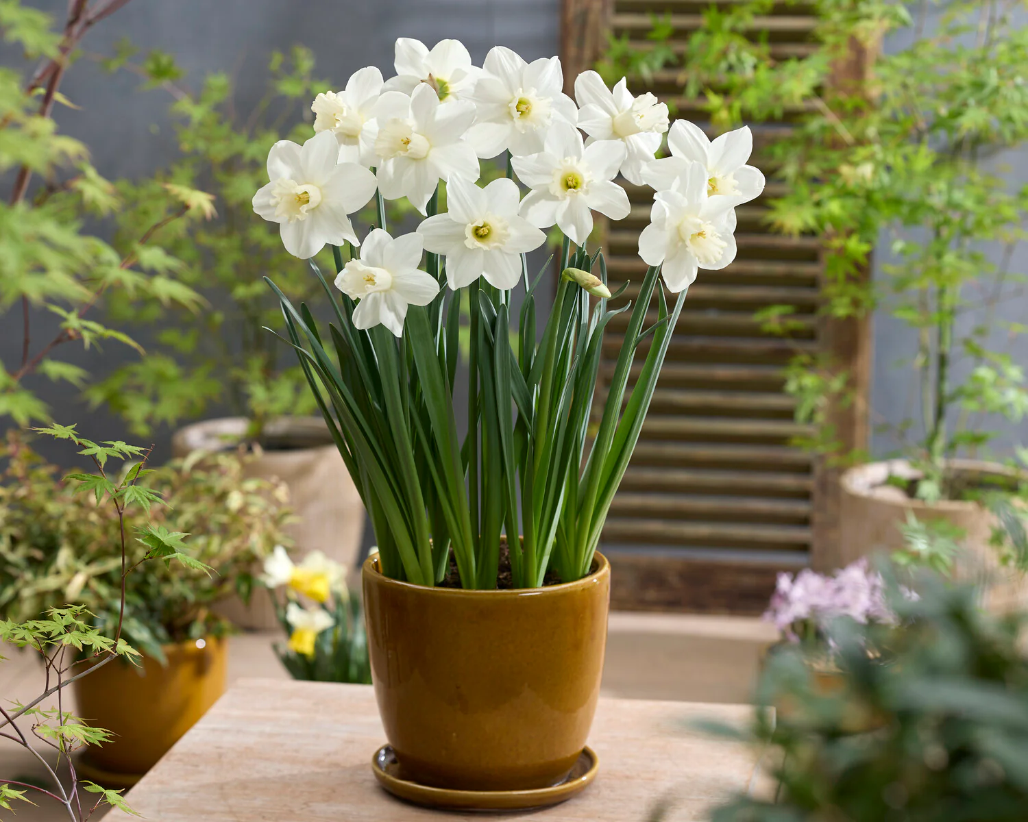 Narcissus 'Watch Up' - Image 3