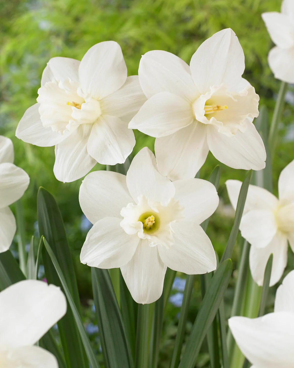 Narcissus 'Watch Up' - Image 8