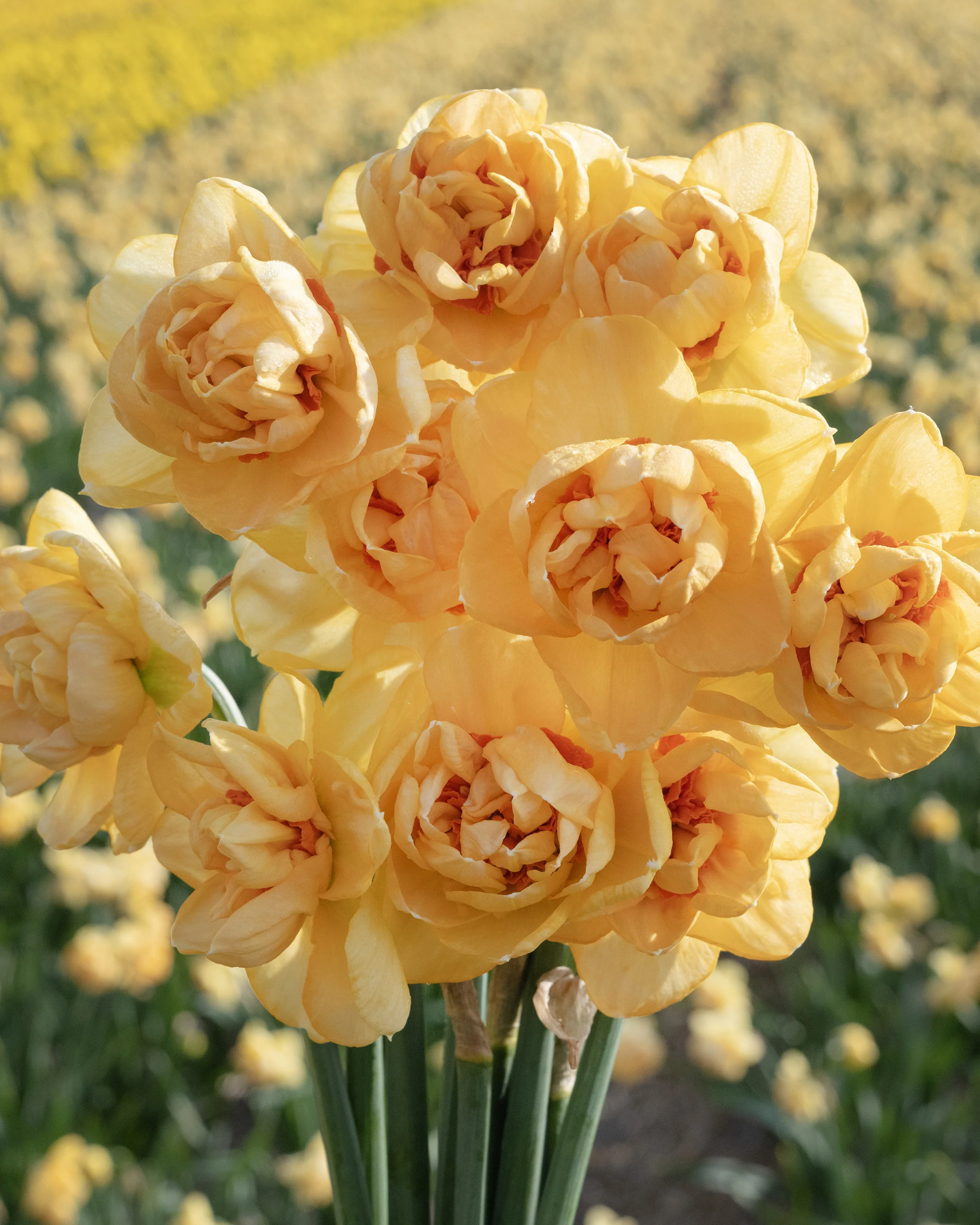 Narcissus 'Waylon' - Image 2