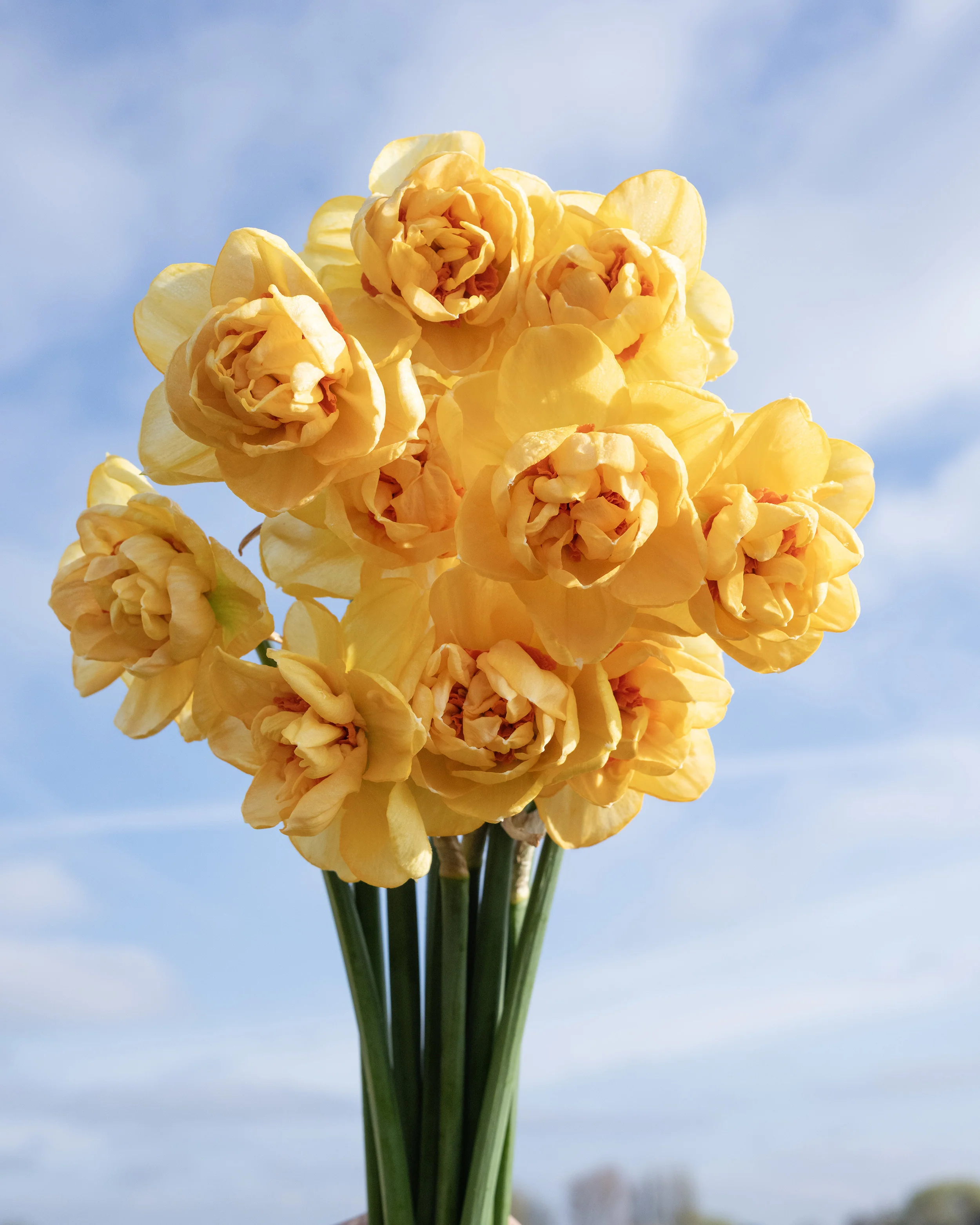 Narcissus 'Waylon' - Image 4