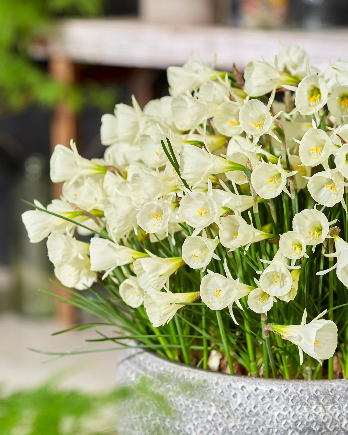 Narcissus 'White Petticoat' - Image 2