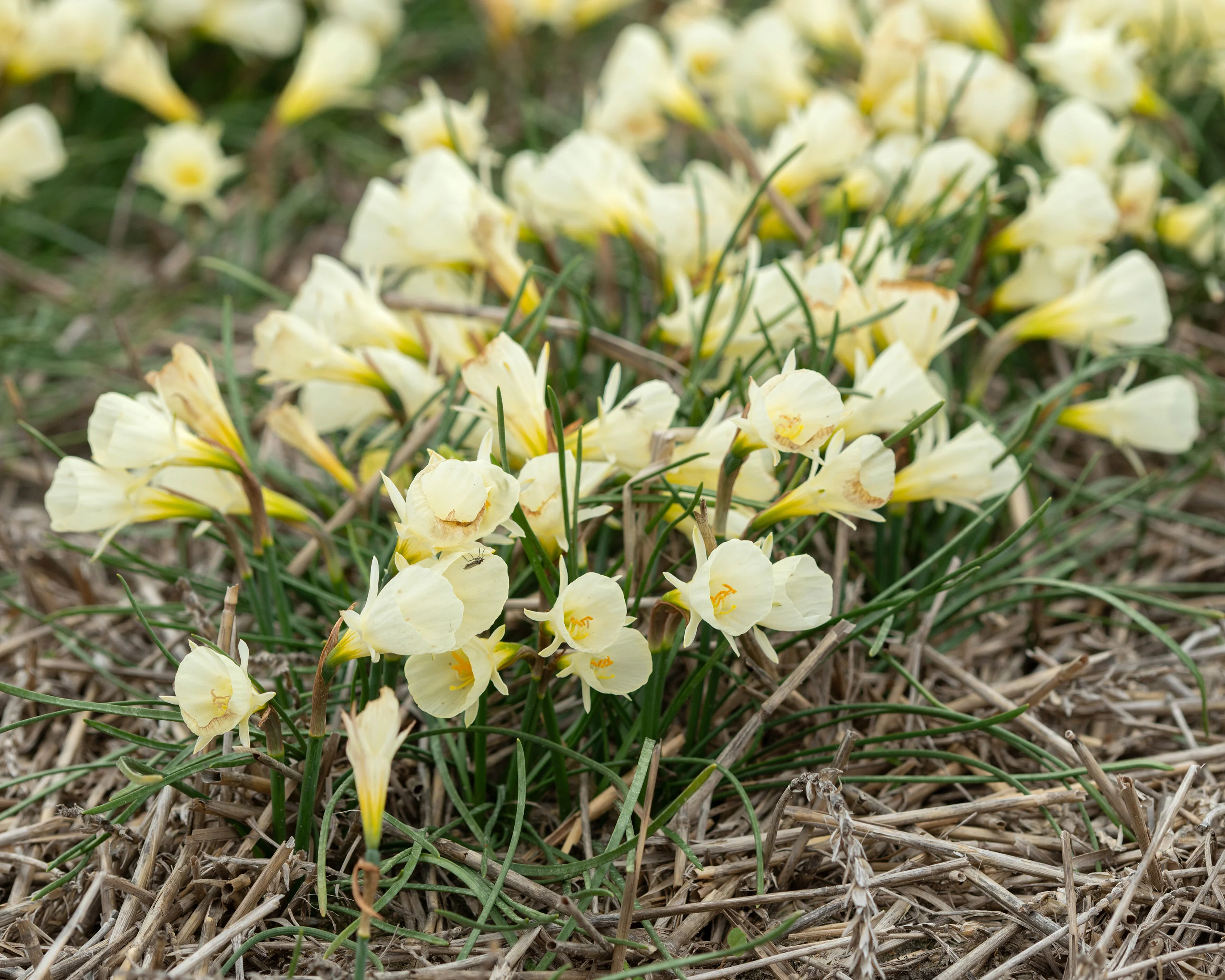 Narcissus 'White Petticoat' - Image 6