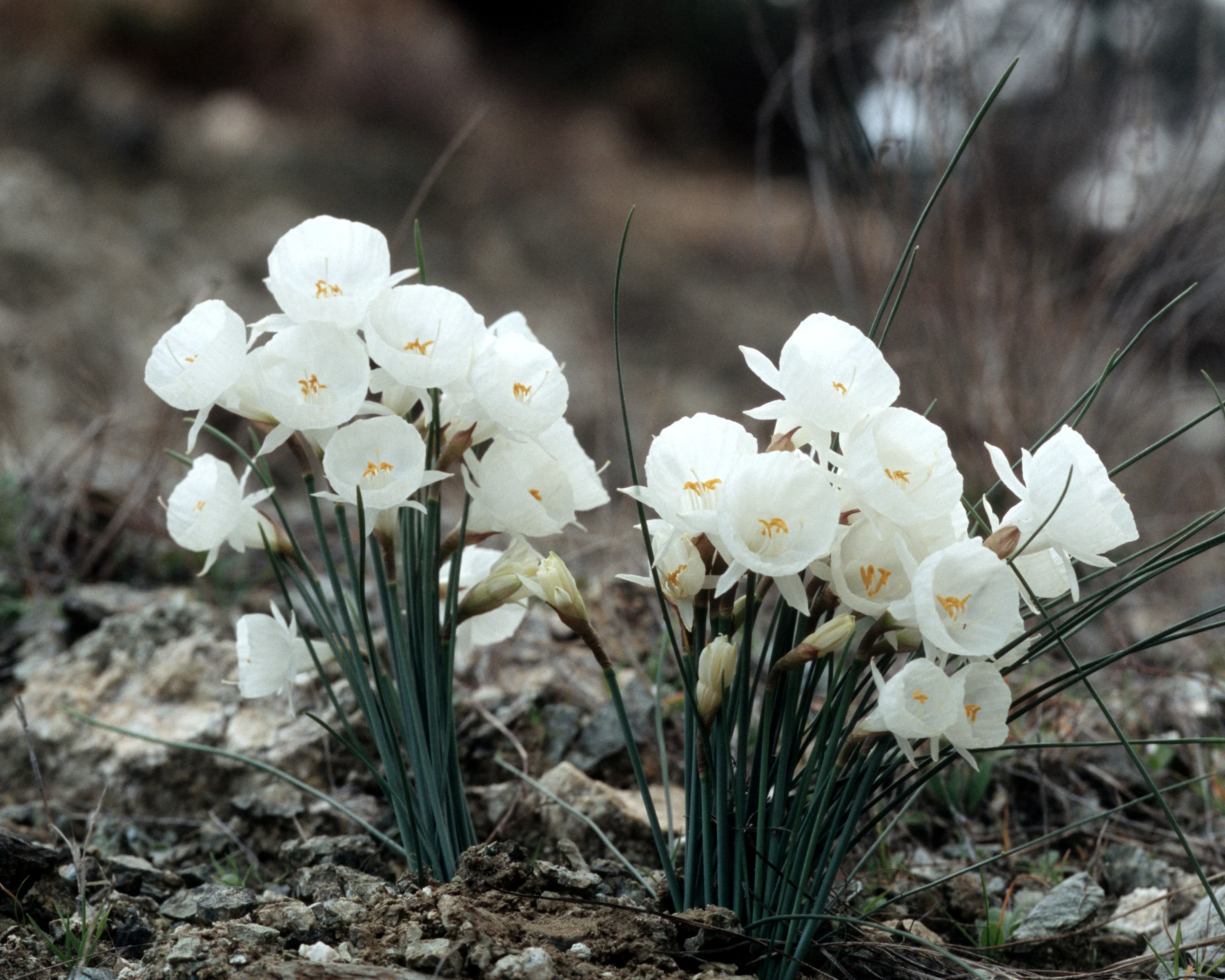 Narcissus 'White Petticoat' - Image 9