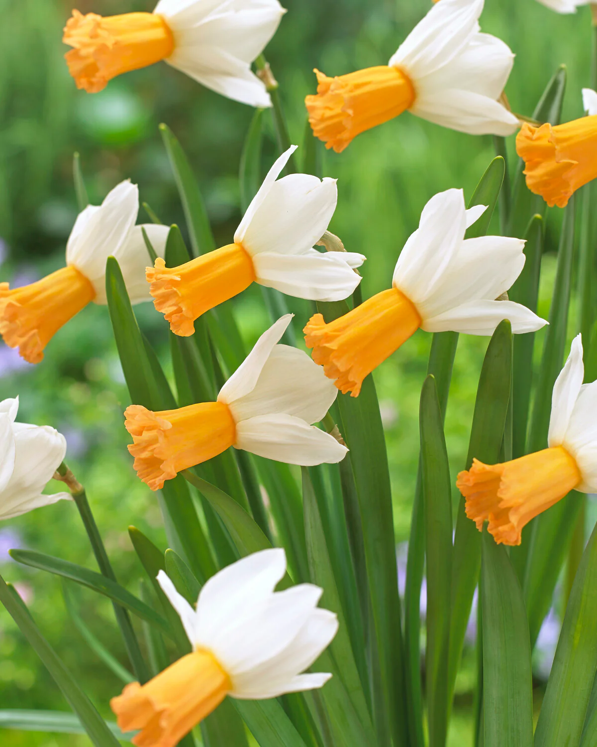Narcissus 'Winter Waltz' - Image 3