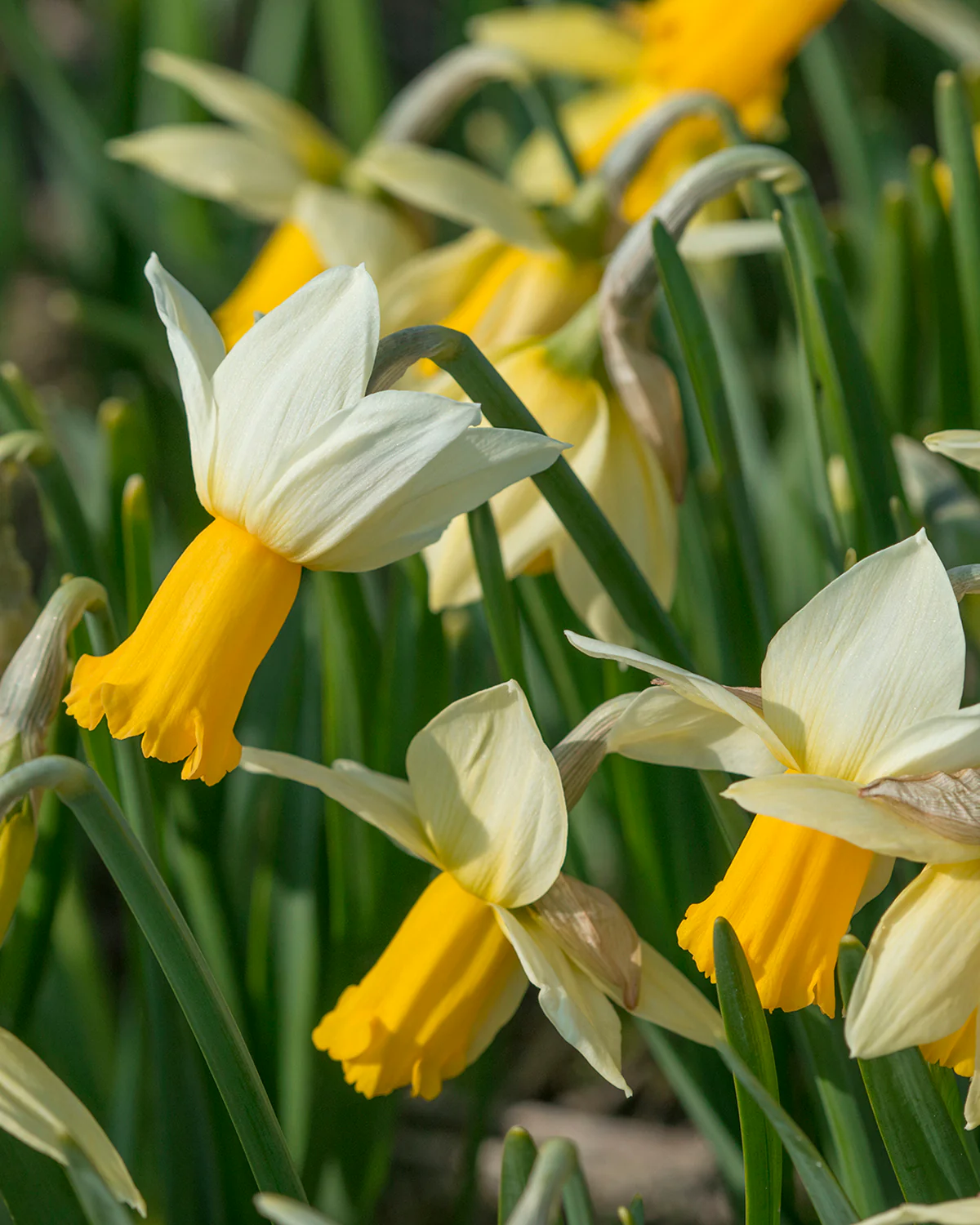 Narcissus 'Winter Waltz' - Image 5