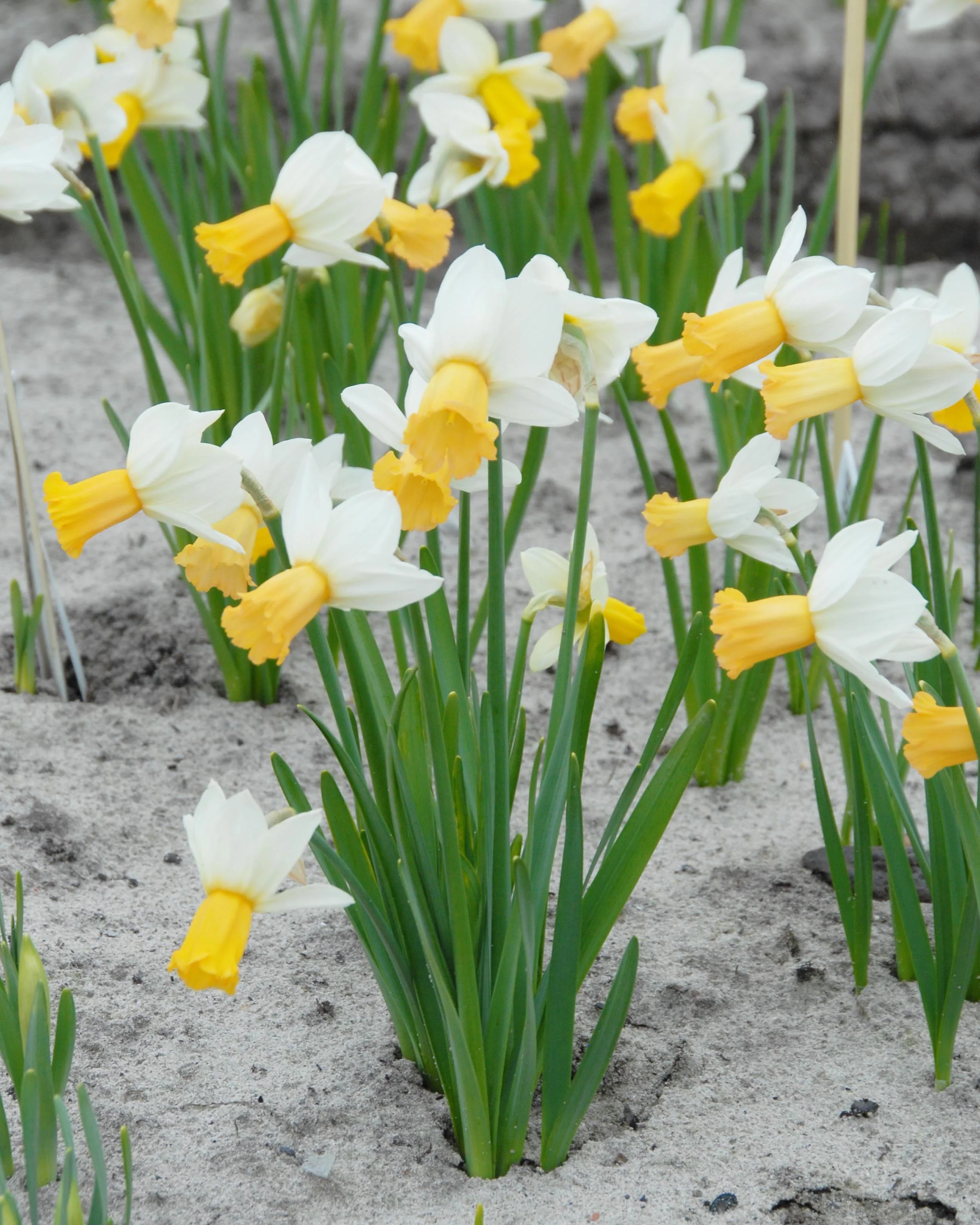 Narcissus 'Winter Waltz' - Image 7
