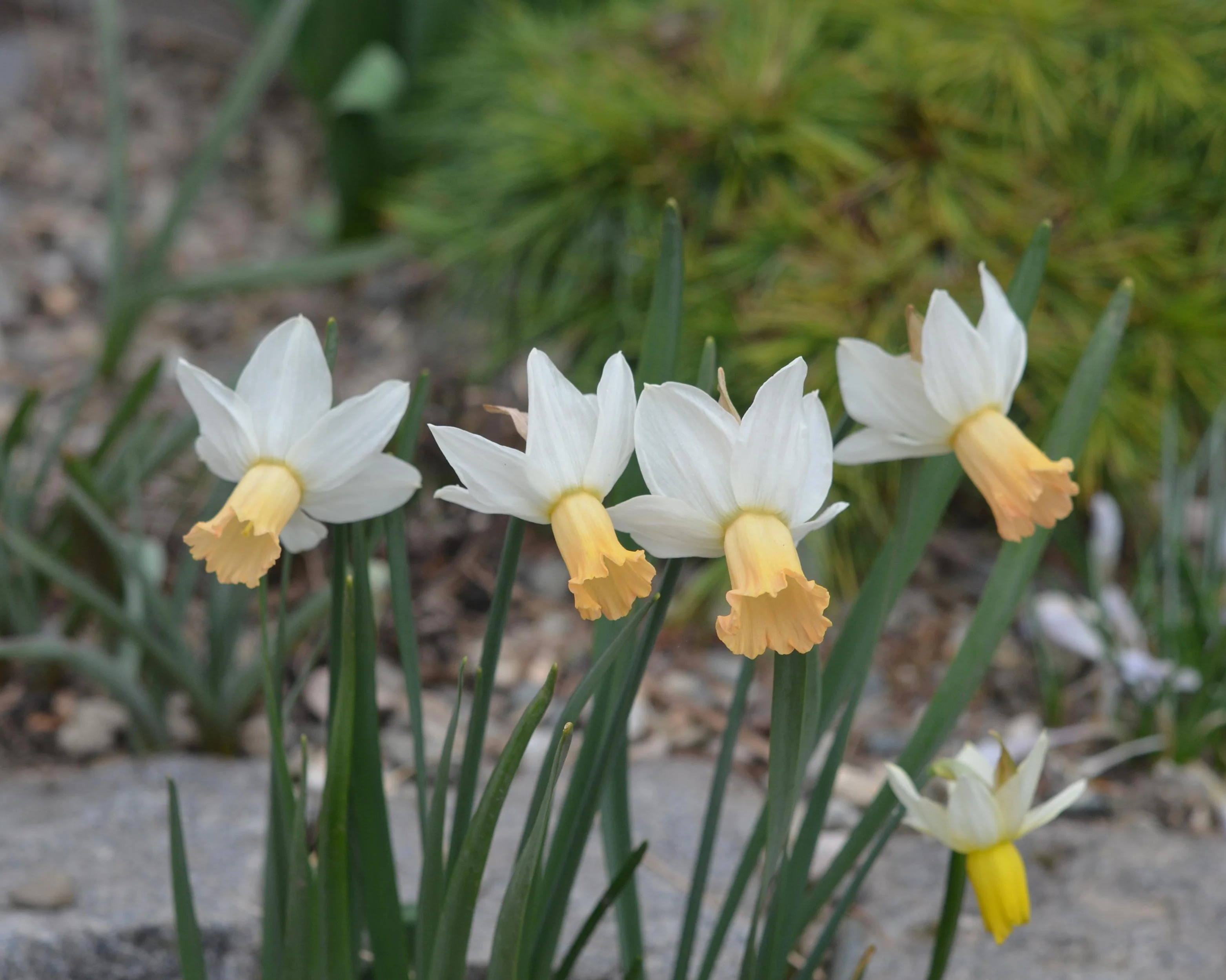 Narcissus 'Winter Waltz' - Image 8