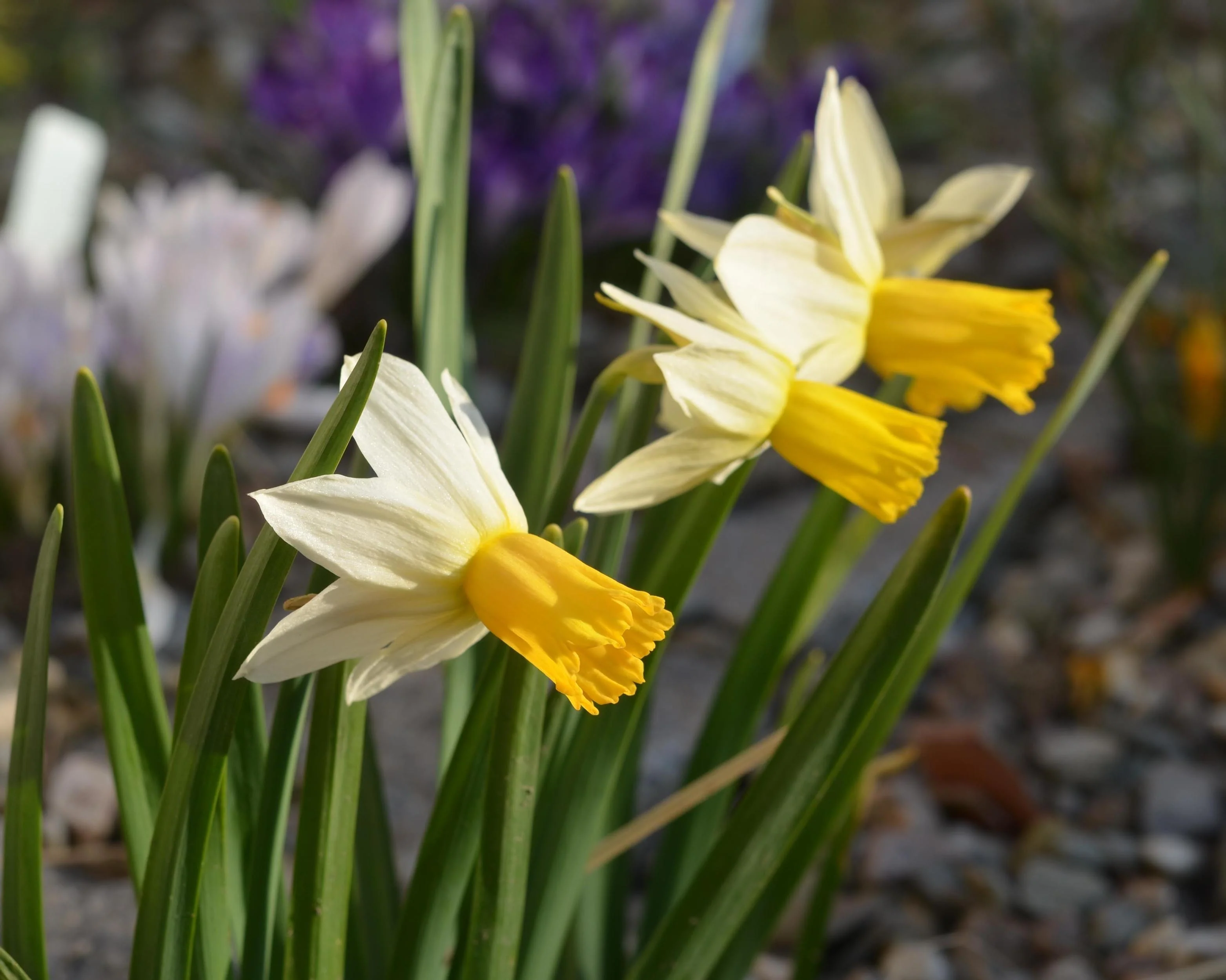 Narcissus 'Winter Waltz' - Image 9