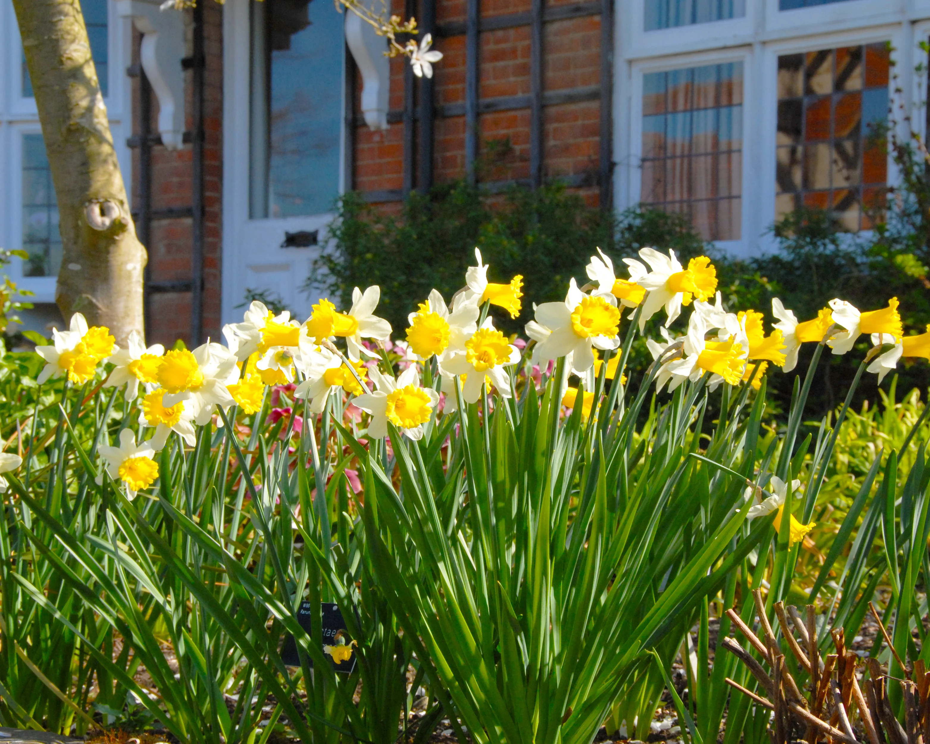 Narcissus 'Wisley' - Image 3