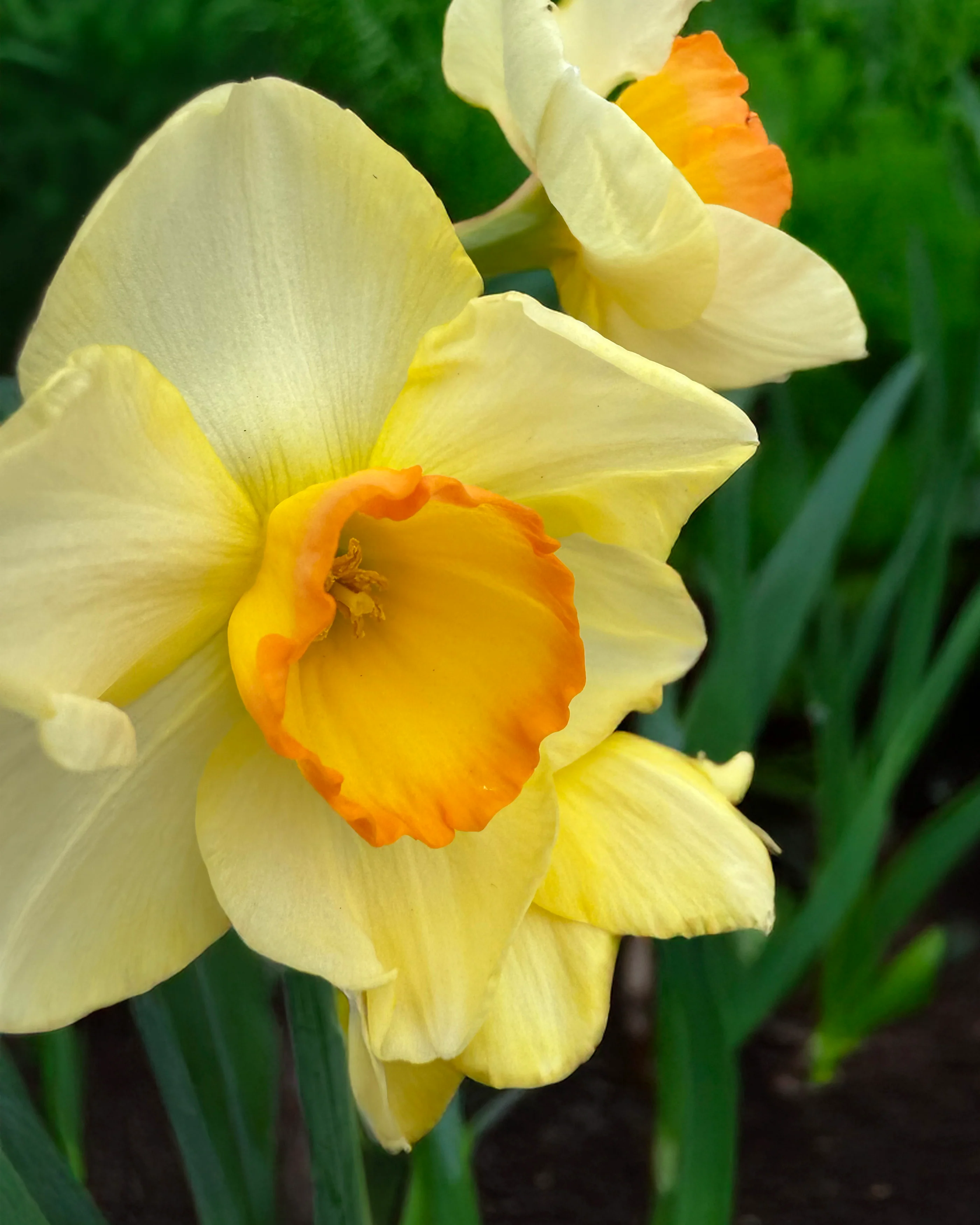 Narcissus 'Yazz' - Image 2