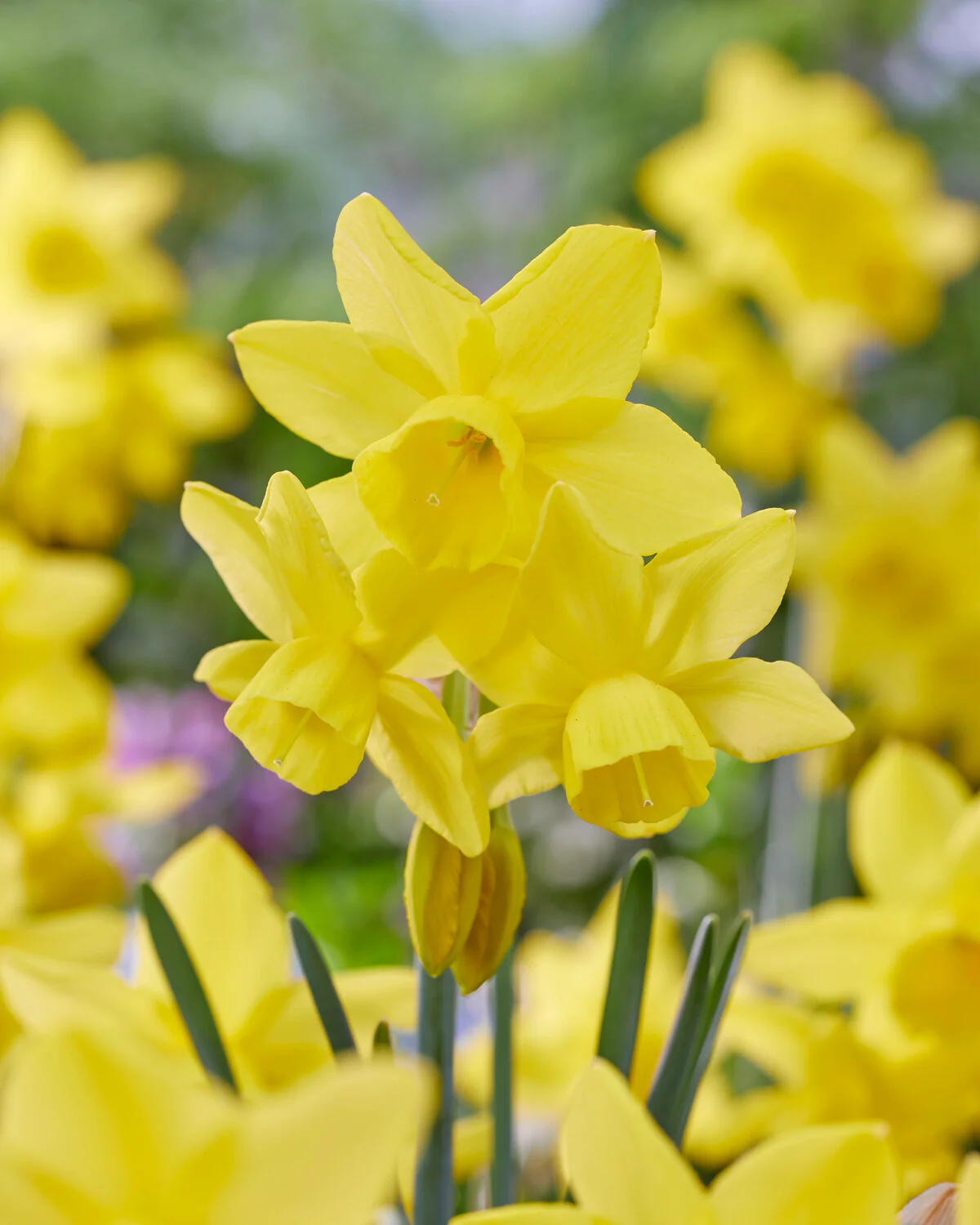 Narcissus 'Yellow Ocean' - Image 5