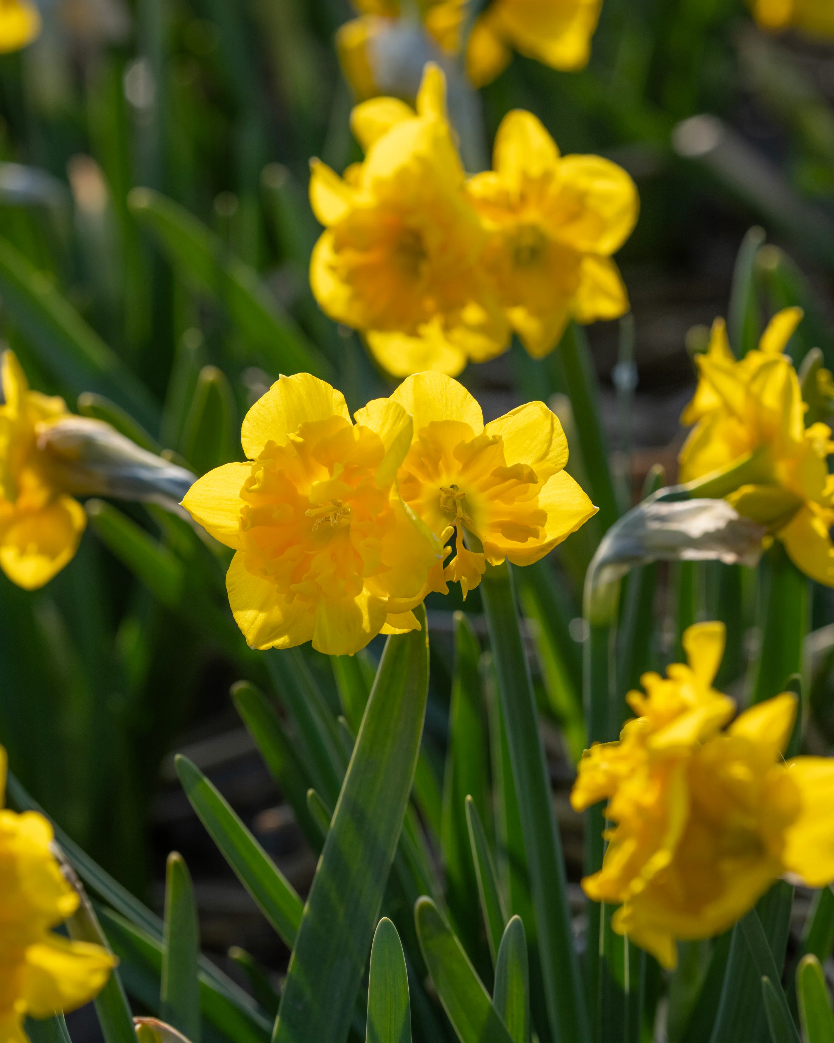Narcissus 'Yellow Parrot' - Image 15