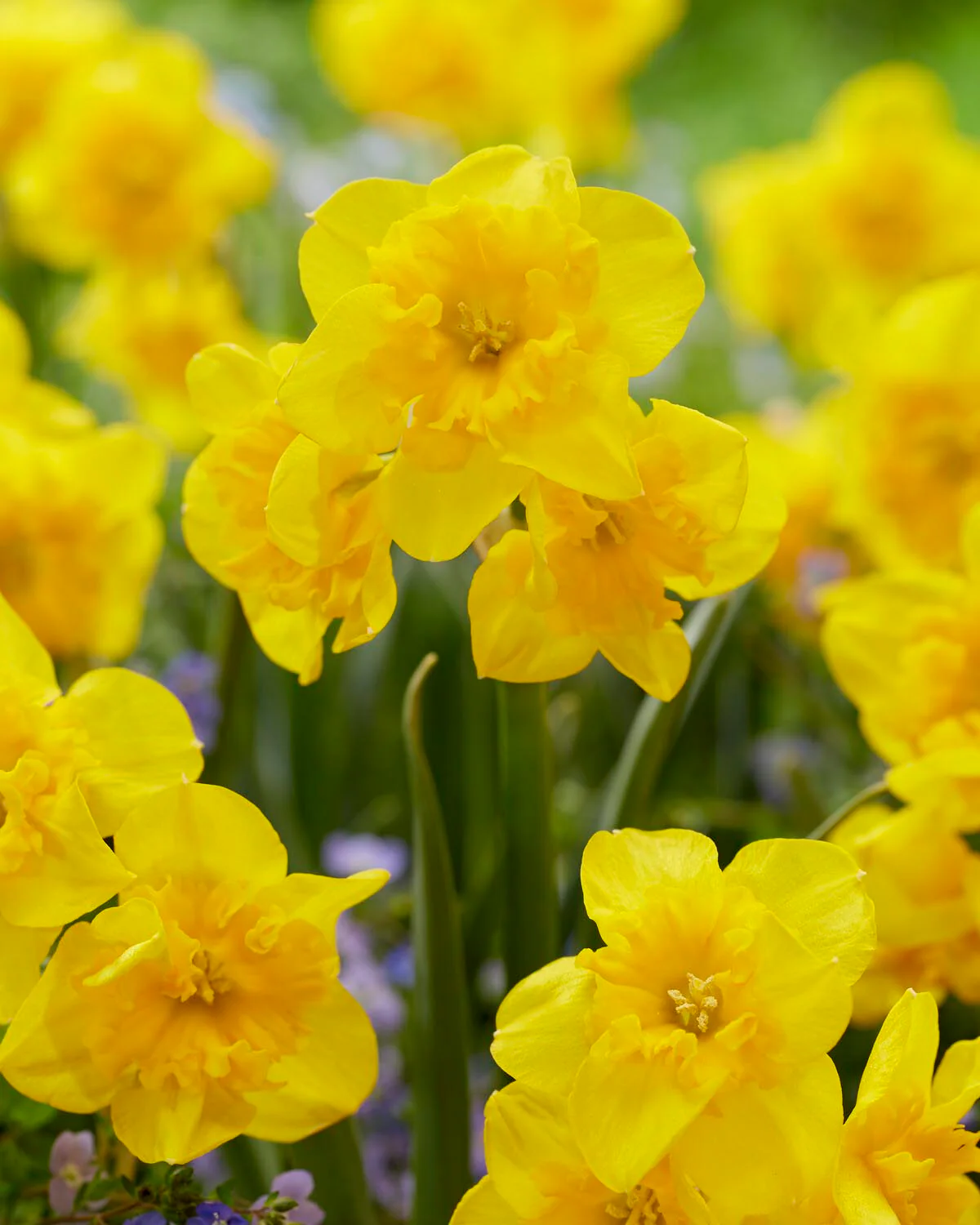 Narcissus 'Yellow Parrot' - Image 2