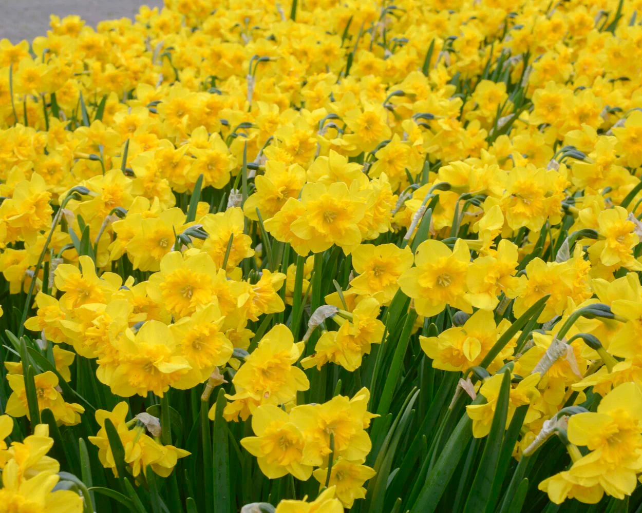 Narcissus 'Yellow Parrot' - Image 3
