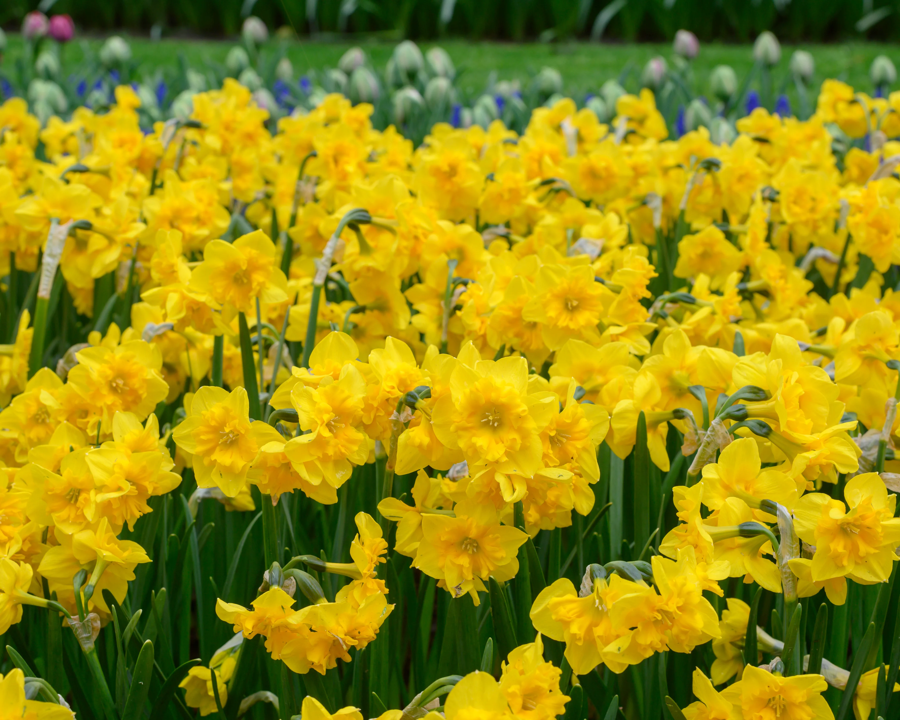 Narcissus 'Yellow Parrot' - Image 4