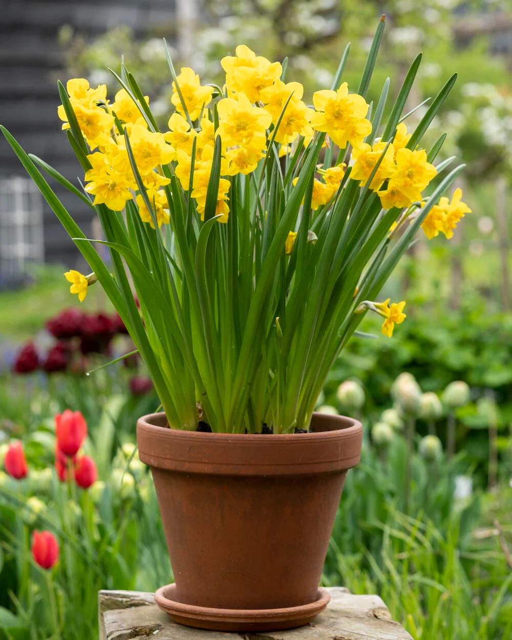 Narcissus 'Yellow Parrot' - Image 5