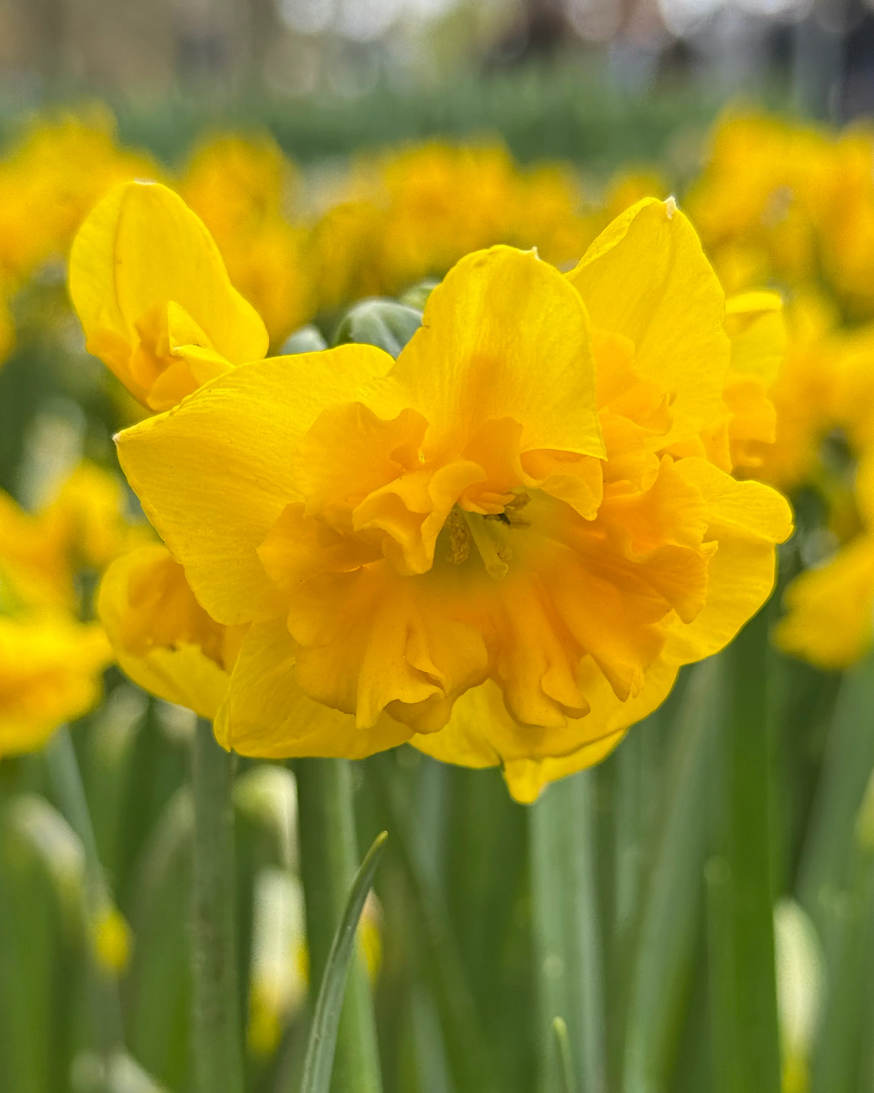 Narcissus 'Yellow Parrot' - Image 6