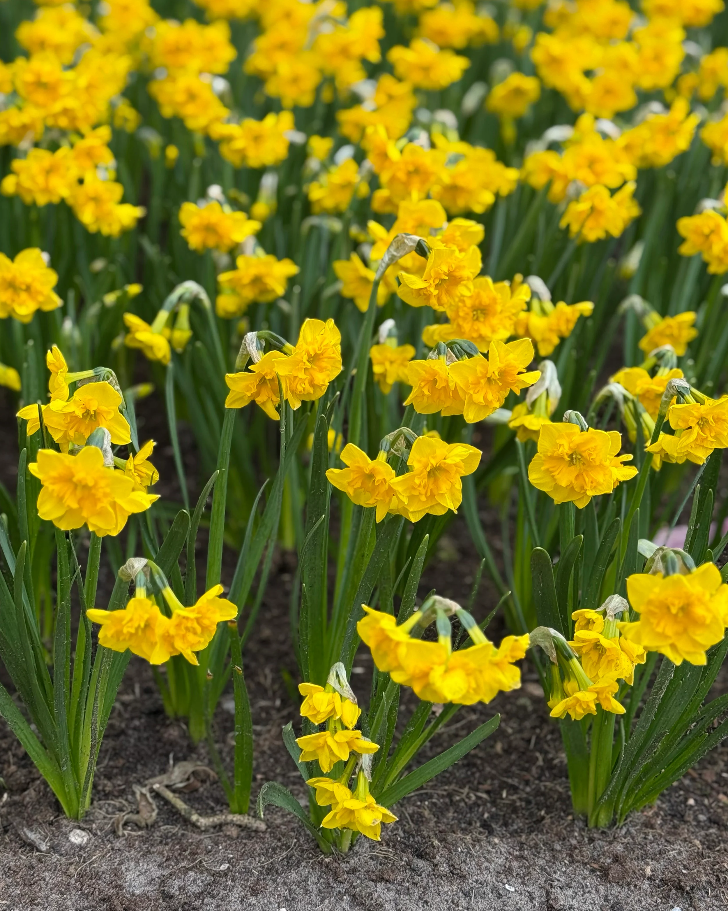 Narcissus 'Yellow Parrot' - Image 7